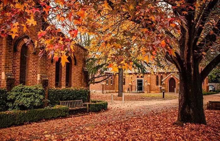 Golden and red autumn leaves carpeting a peaceful garden path lined with mature trees in full seasonal colour