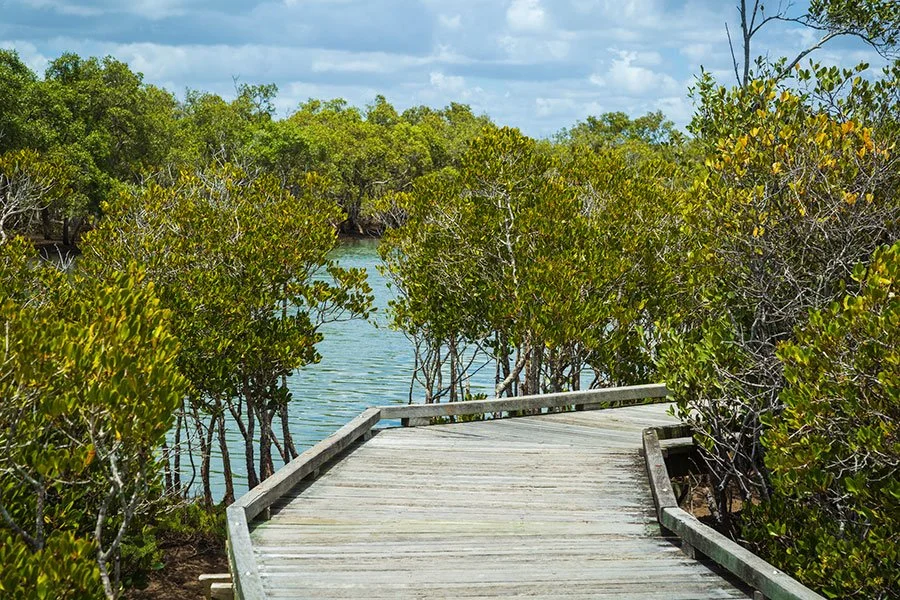Wooden boardwalk trail through Brisbane wetlands with mangroves and coastal scenery, ideal for birdwatching and peaceful walks.
