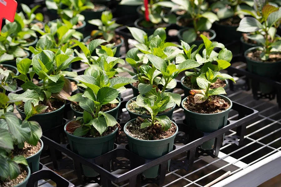 Seedlings growing in a bright greenhouse, reflecting the creative, plant-filled atmosphere of Brisbane nurseries like The Nurso.