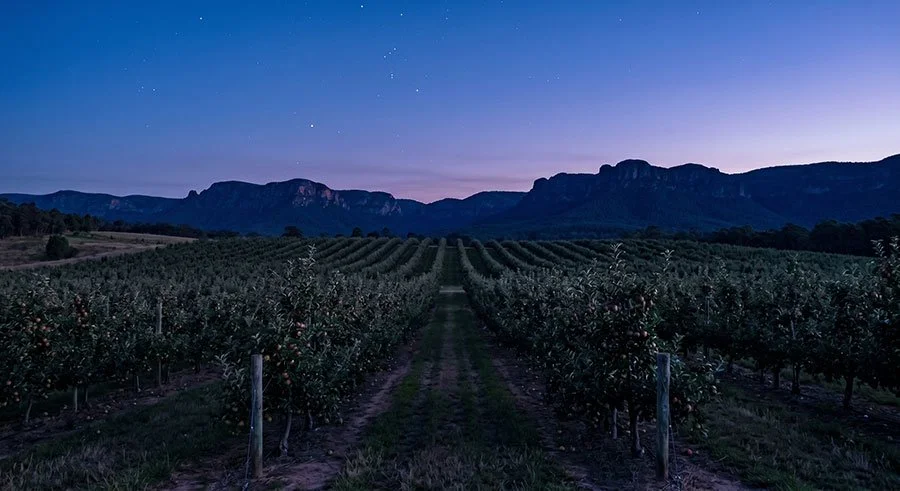 Apple orchard in the Blue Mountains at twilight under emerging stars
