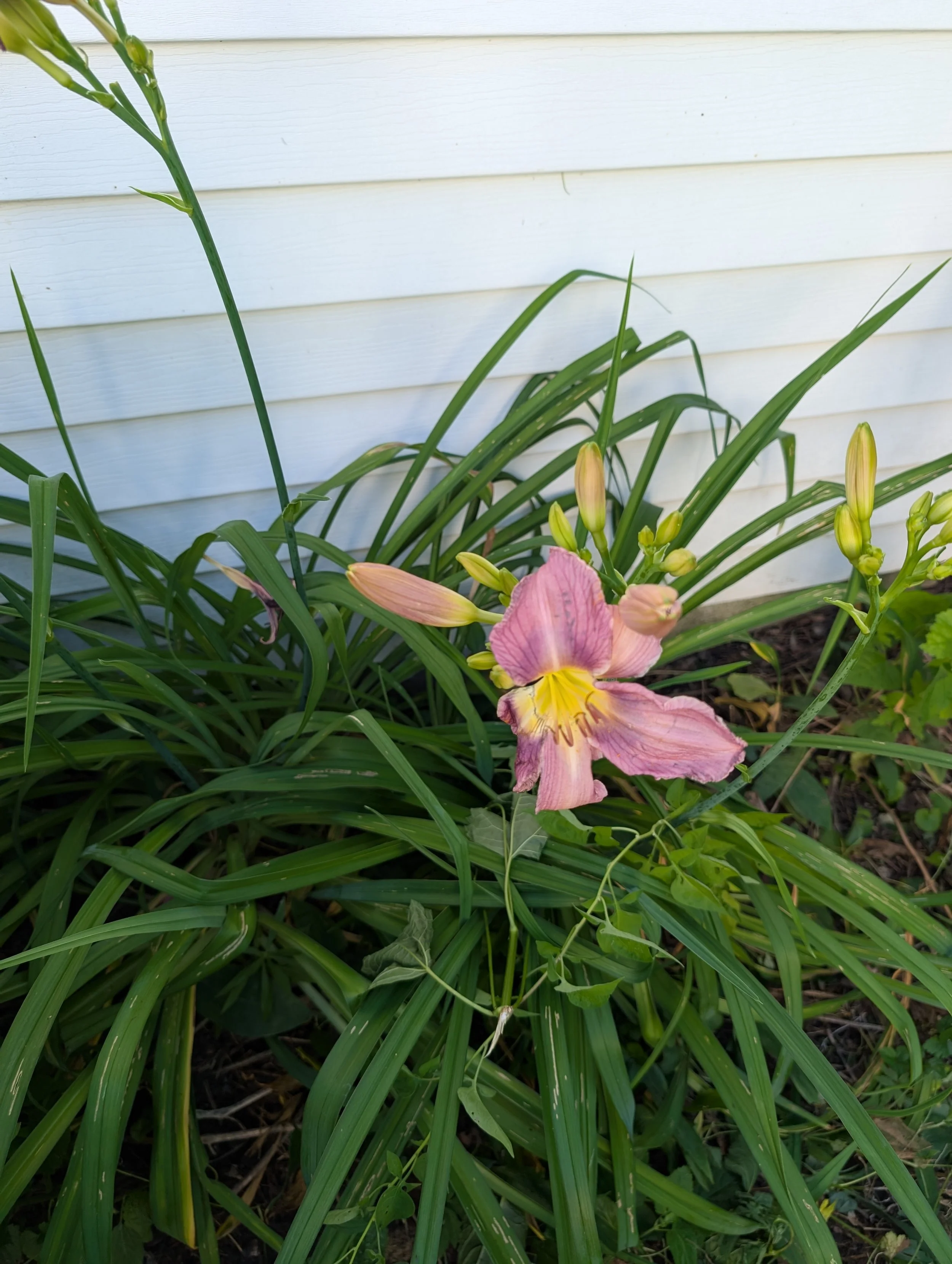 July in the Galaxy: Meditation, the "Inner Limbs," and weeding the garden. Literally.