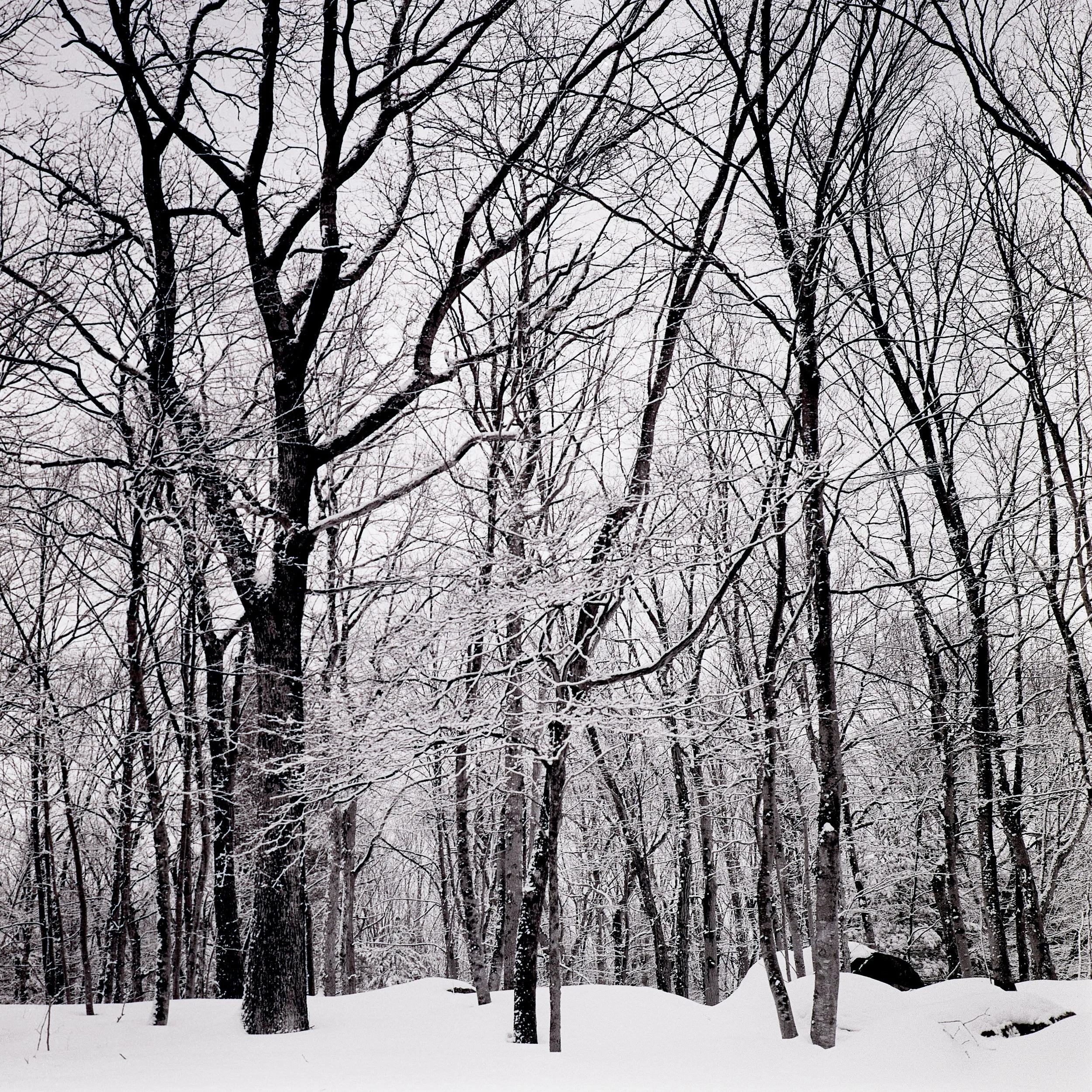 Snowy Woods