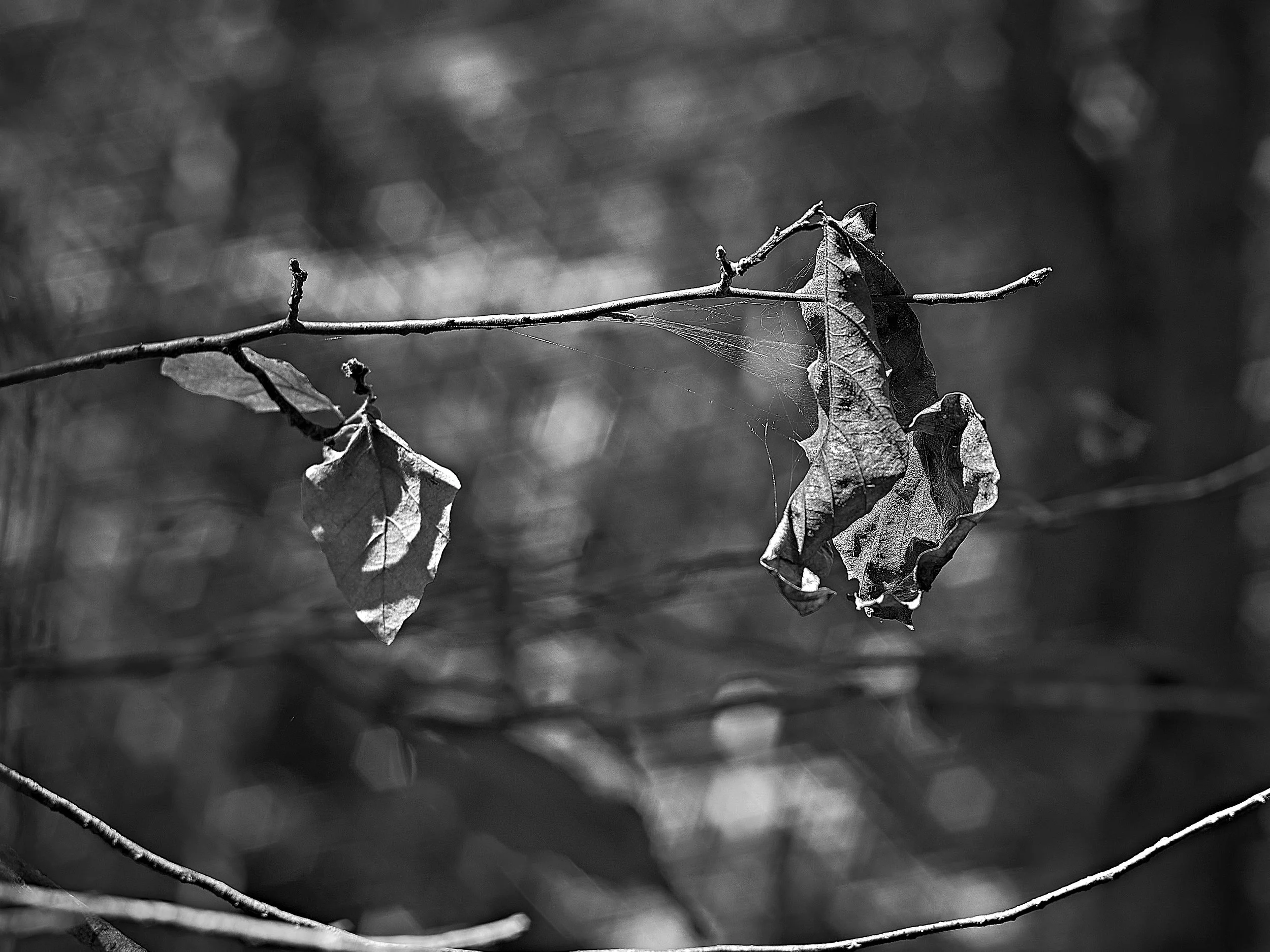 Leaf and Web
