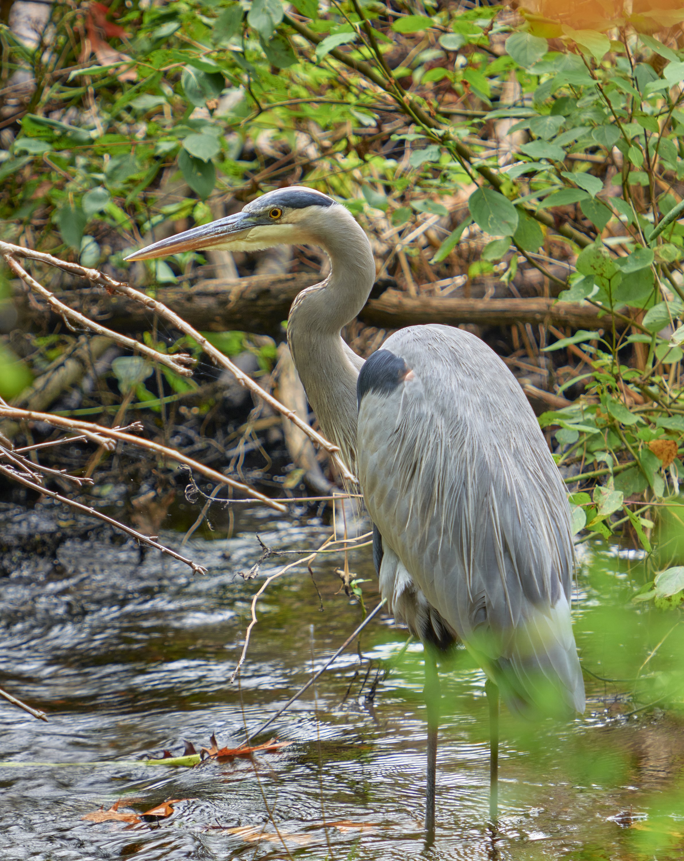 Great_Blue_Heron.jpg