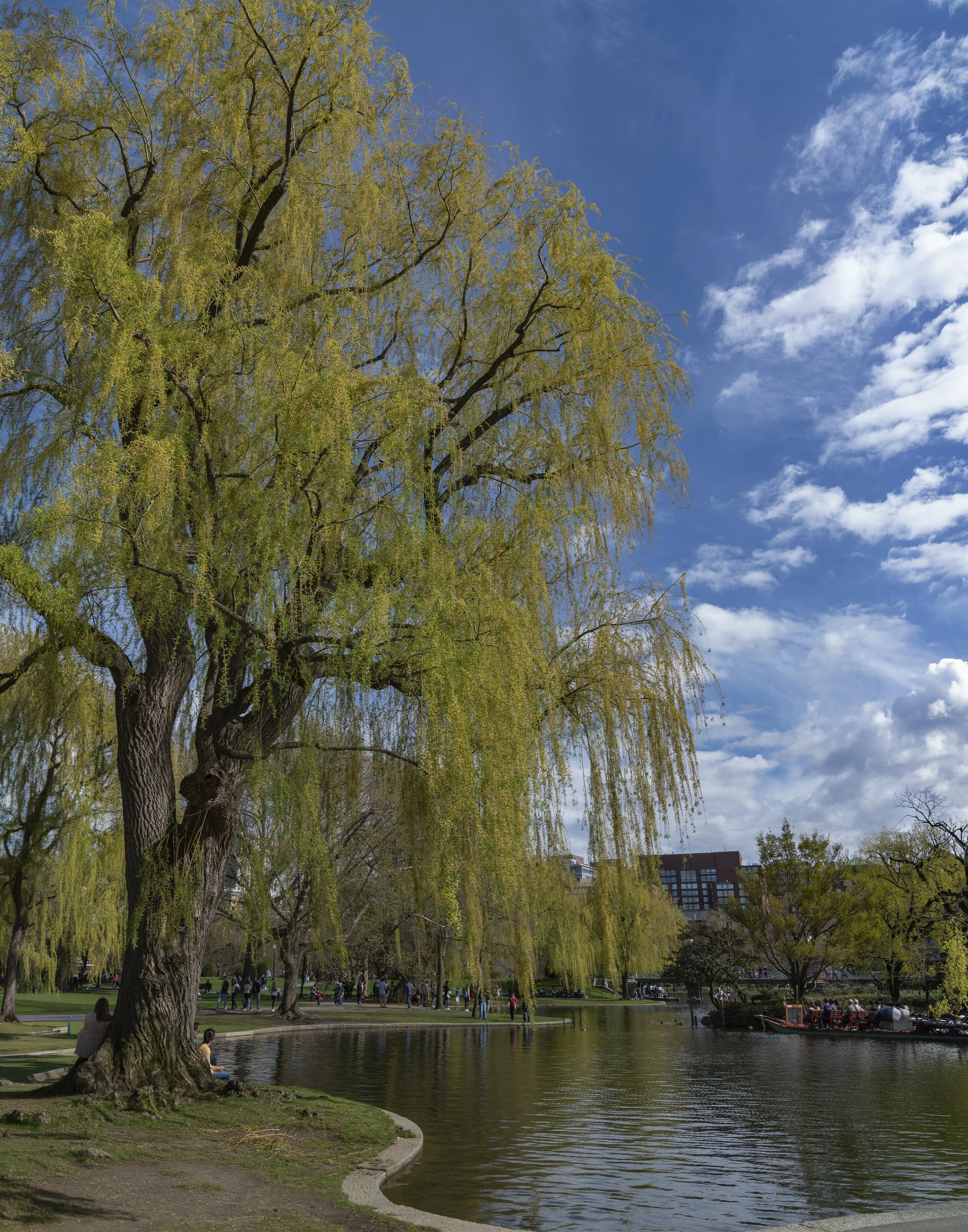 Springtime on the Boston Common