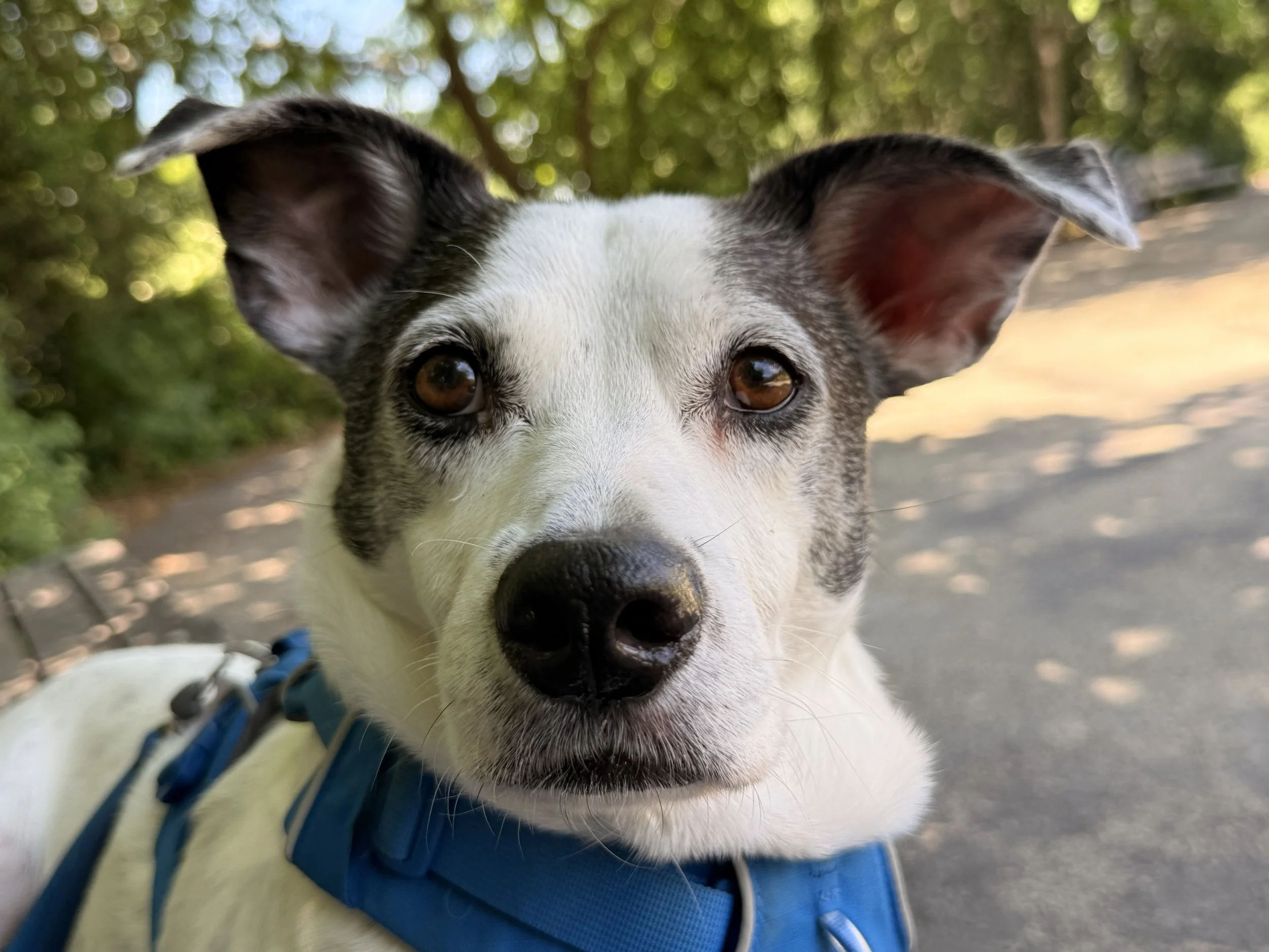 Why Dog Training Doesn't Work: The Variable Nobody Told You About