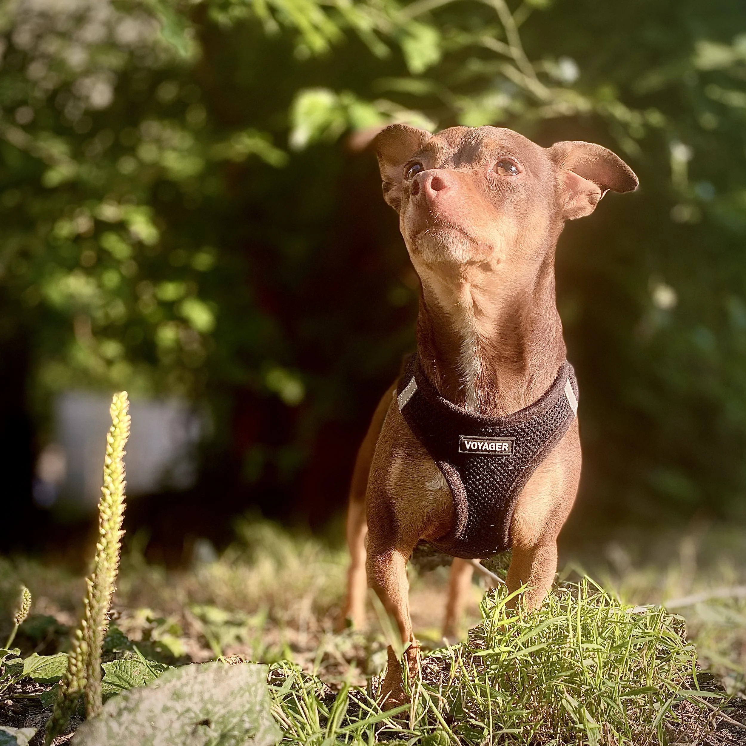 Chihuahua outside looking up