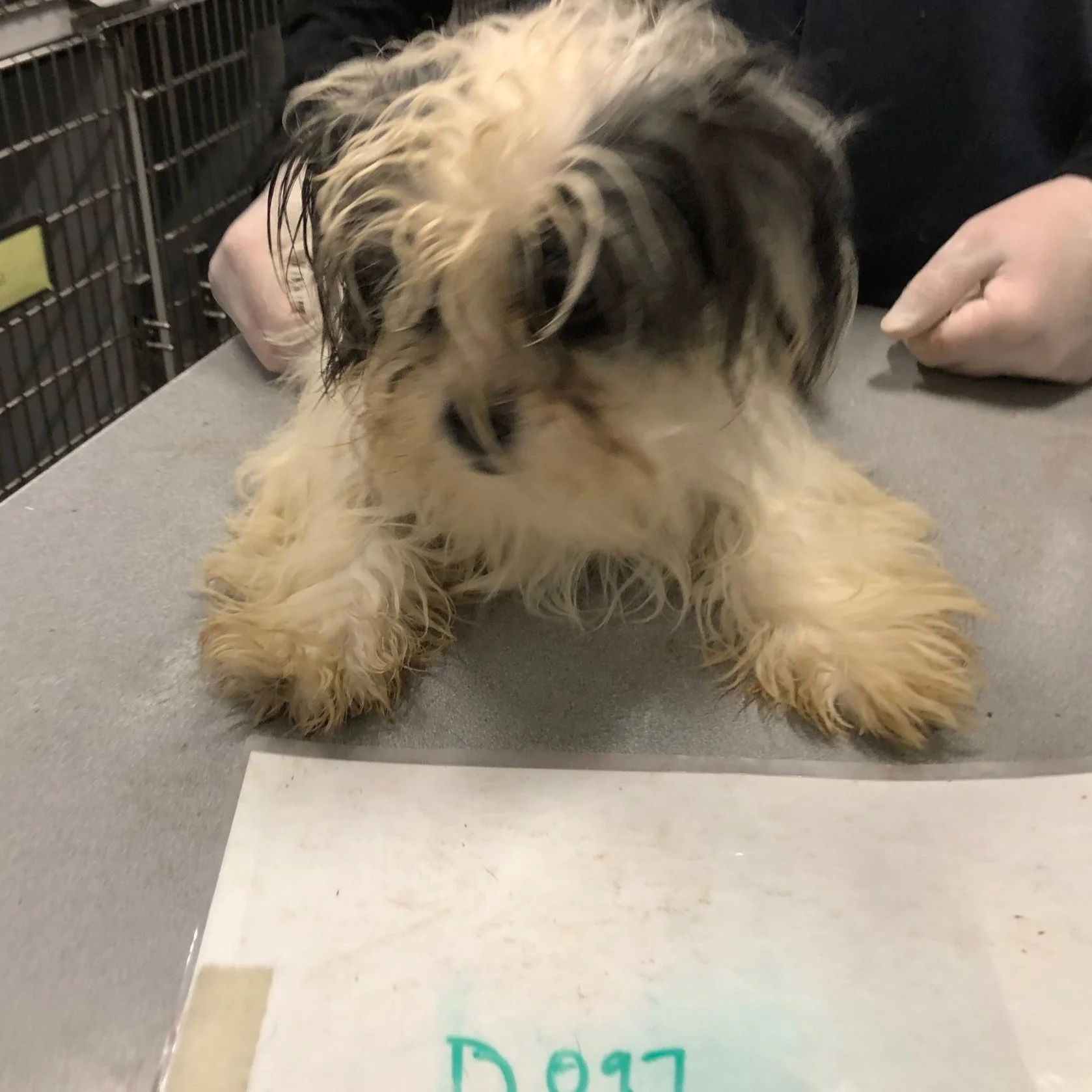 Rescue or Hoarder: When we can’t say “No” despite our limitations