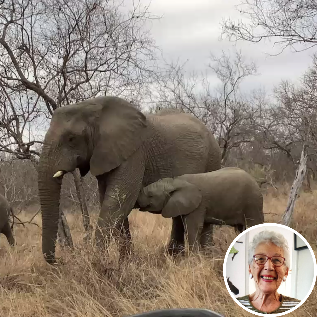 Adventures in South Africa and Zimbabwe: Marjorie Sorrell