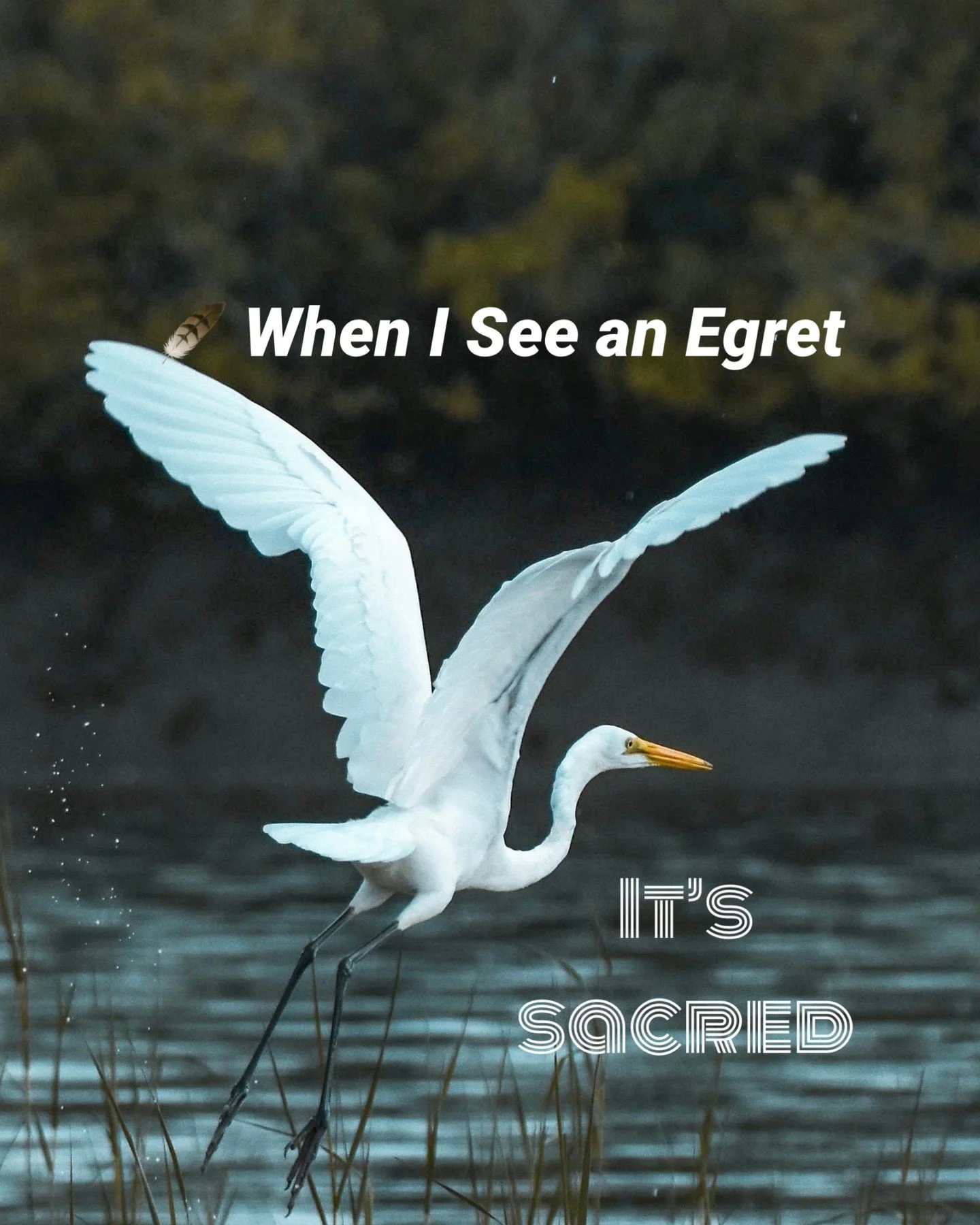 I always slow down.

Egrets have been sacred since ancient Egyptian times, symbolizing purity, rebirth, and divine connection. 

When one appears, it feels like a reminder:
grace and patience 
pause instead of push.
Observe before acting.
Everything 