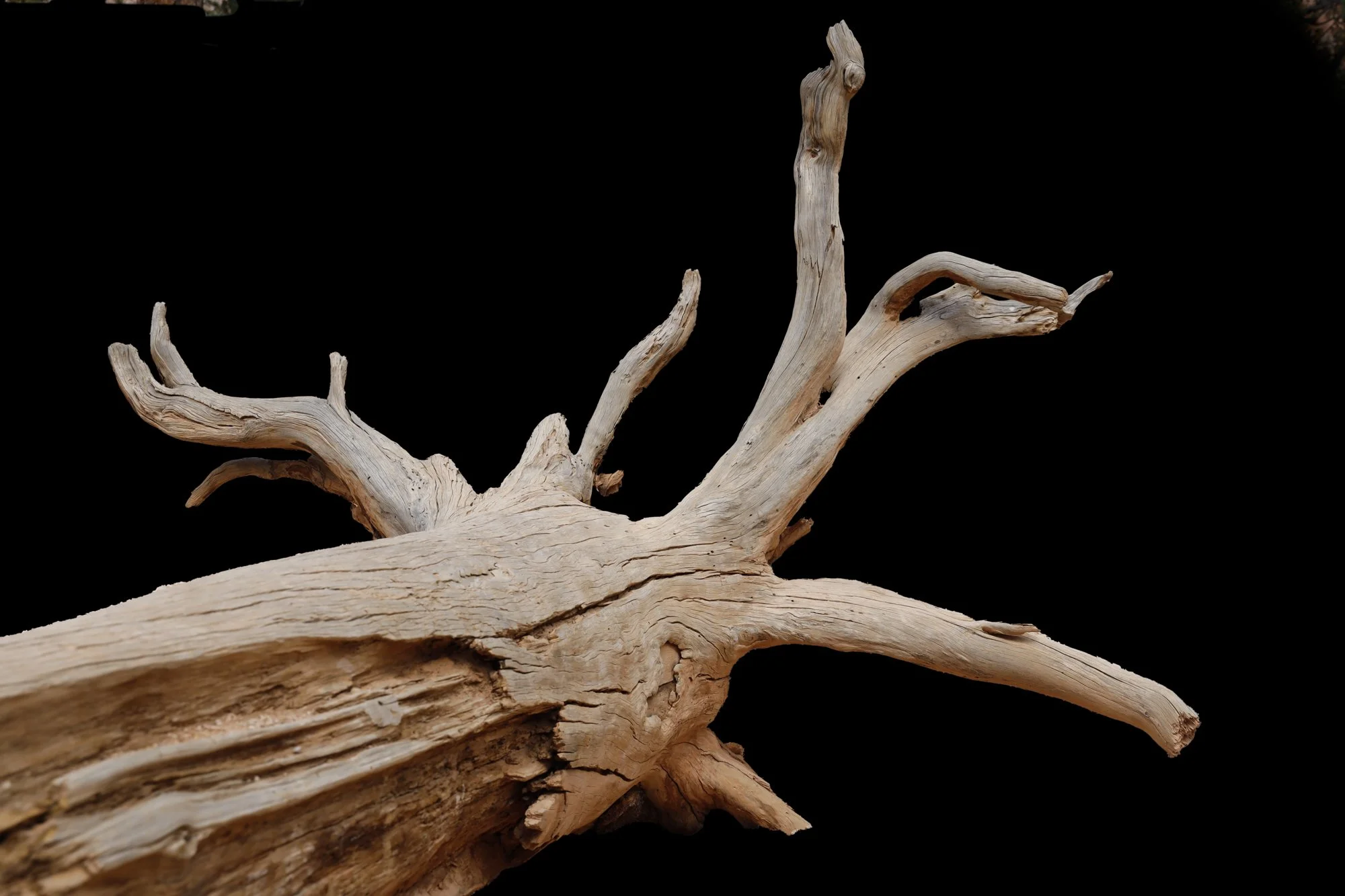 Sculpted wood 2 (1 of 1).jpg