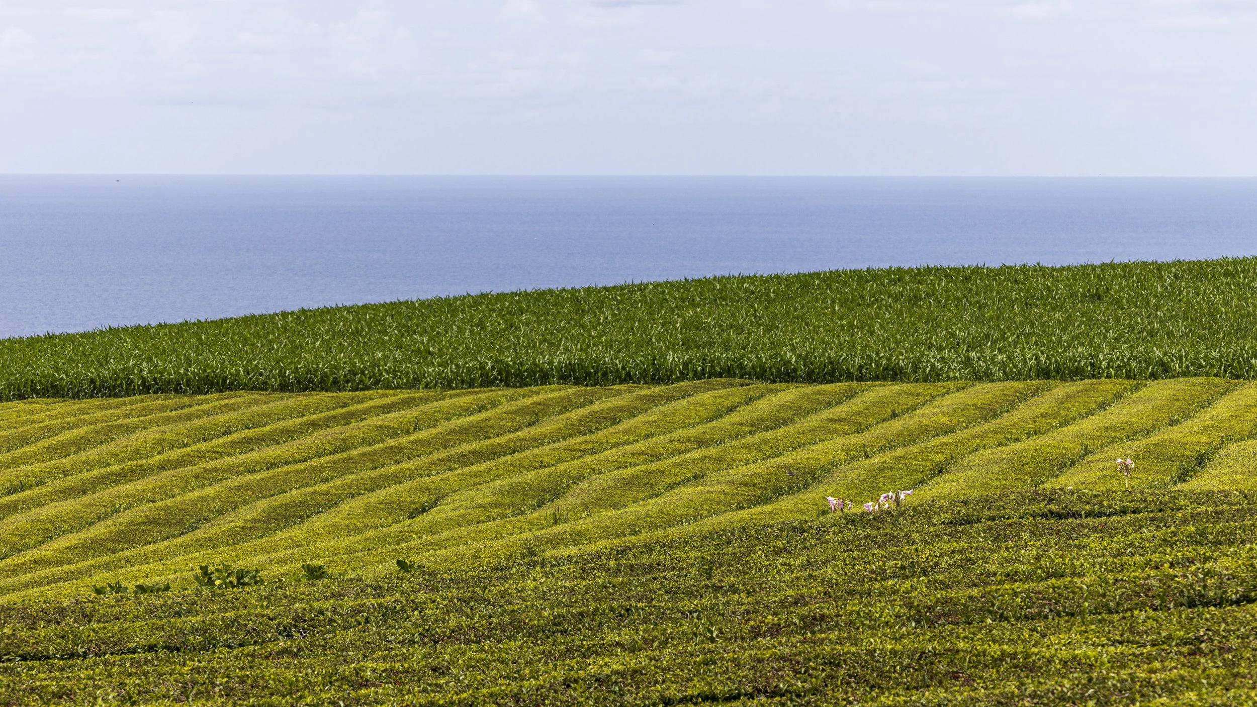 theeplantage (1 of 1).jpg