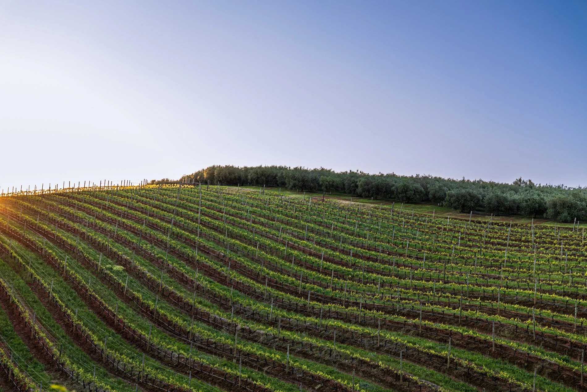 Vineyard at sunset in spring.jpg