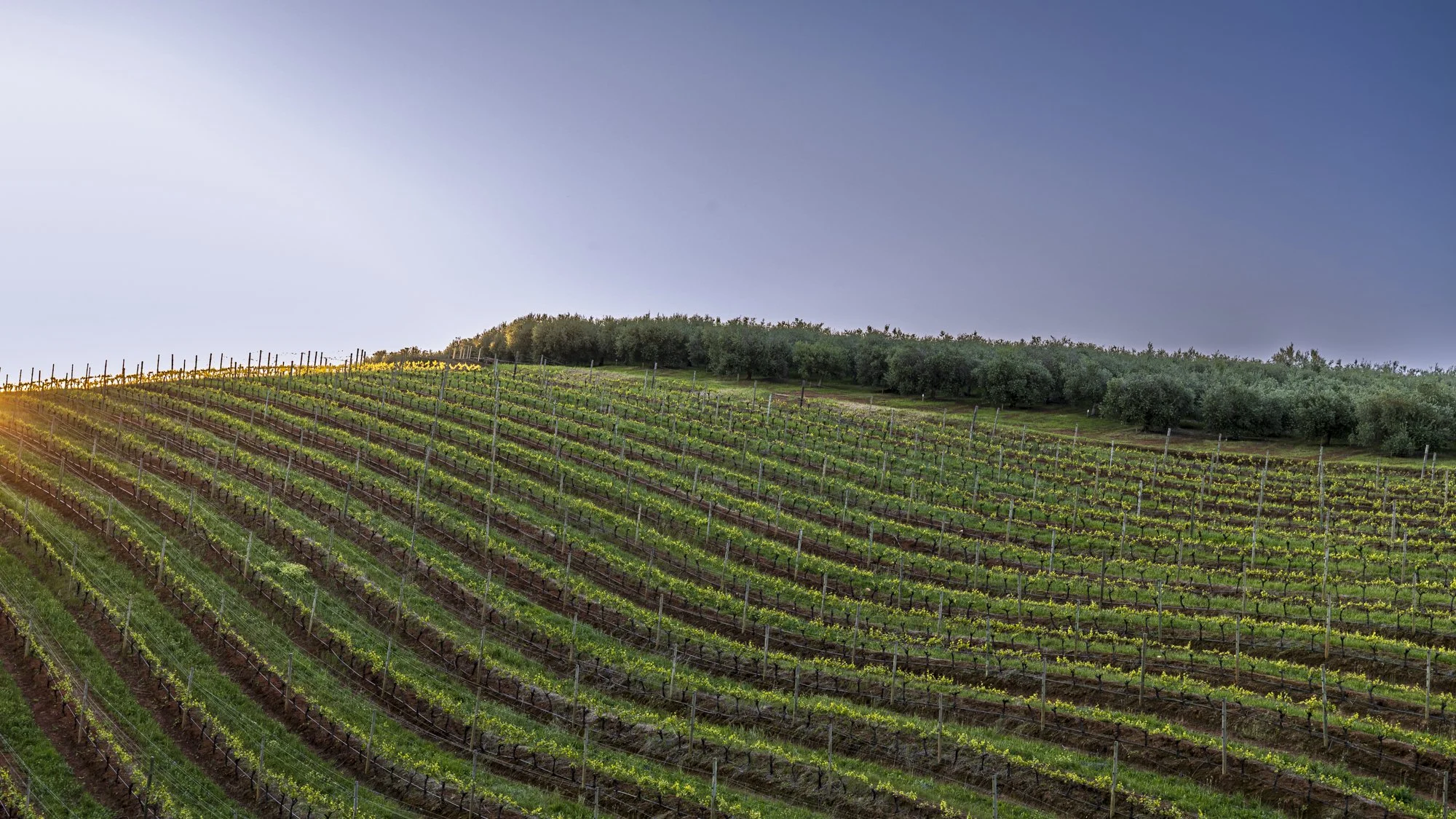 Tokara 16-9 (1 of 1).jpg