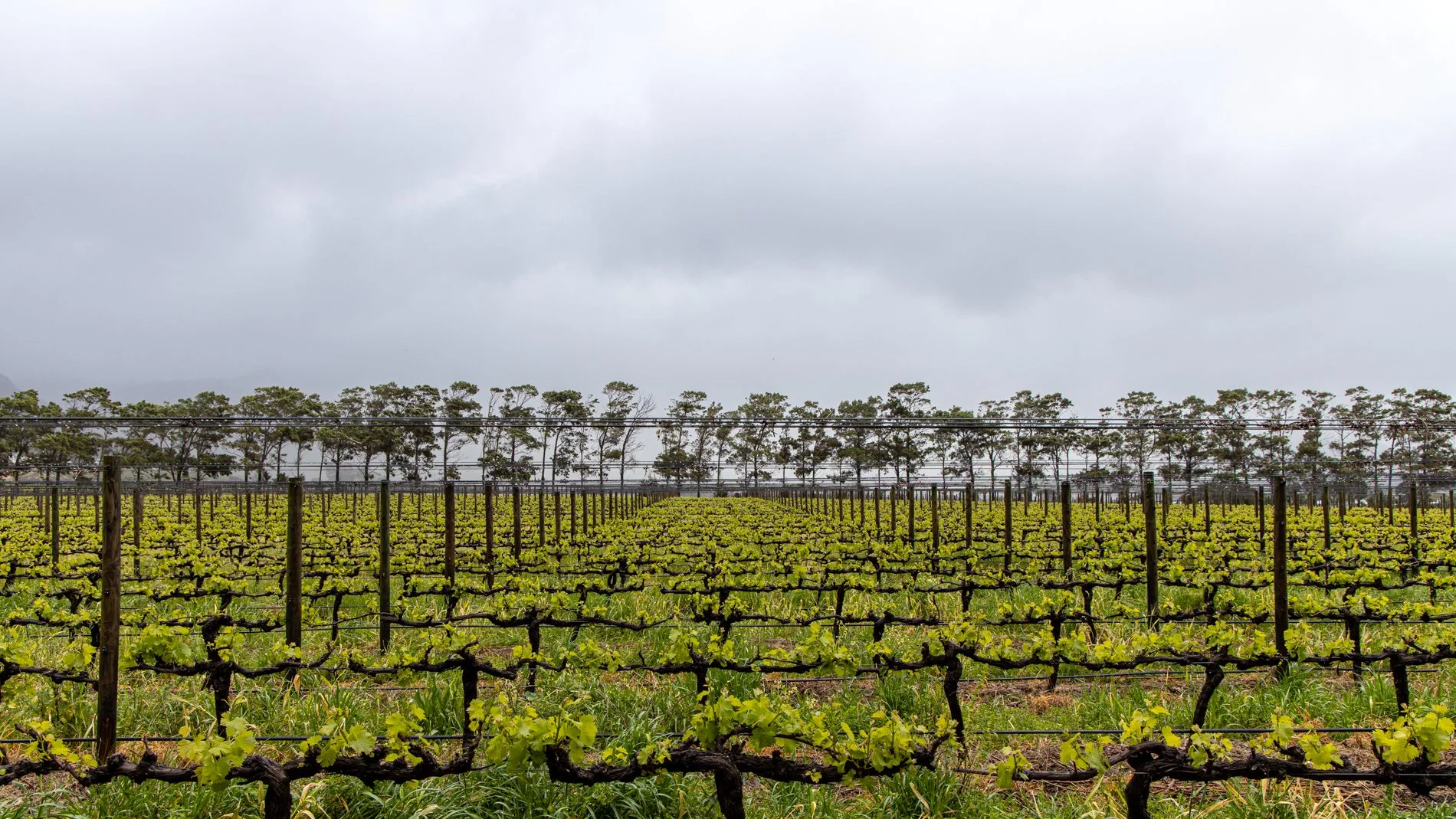 Rainfall in the vineyard in spring.jpg