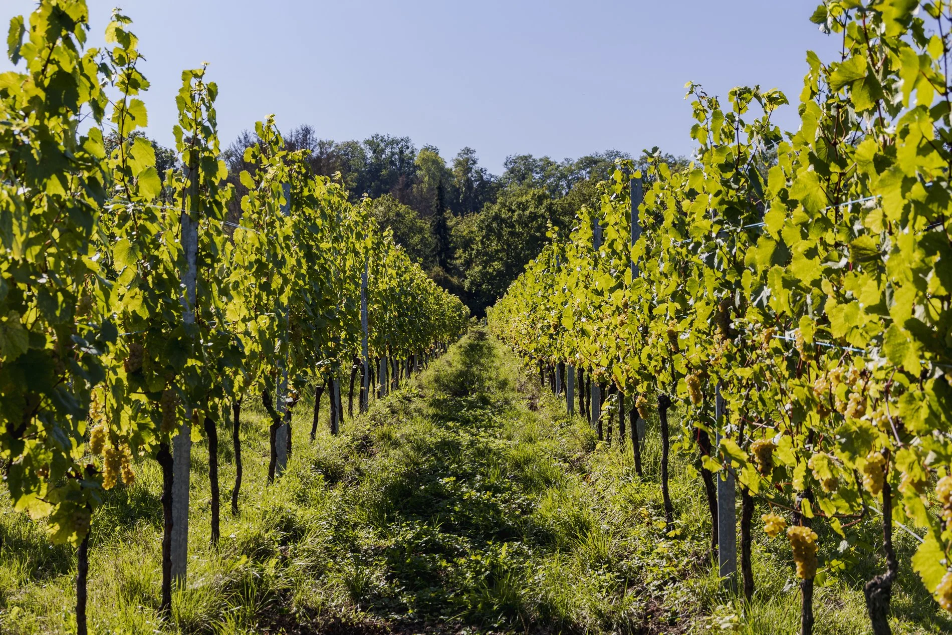 Harvest time in Moselle Luxemburg.jpg