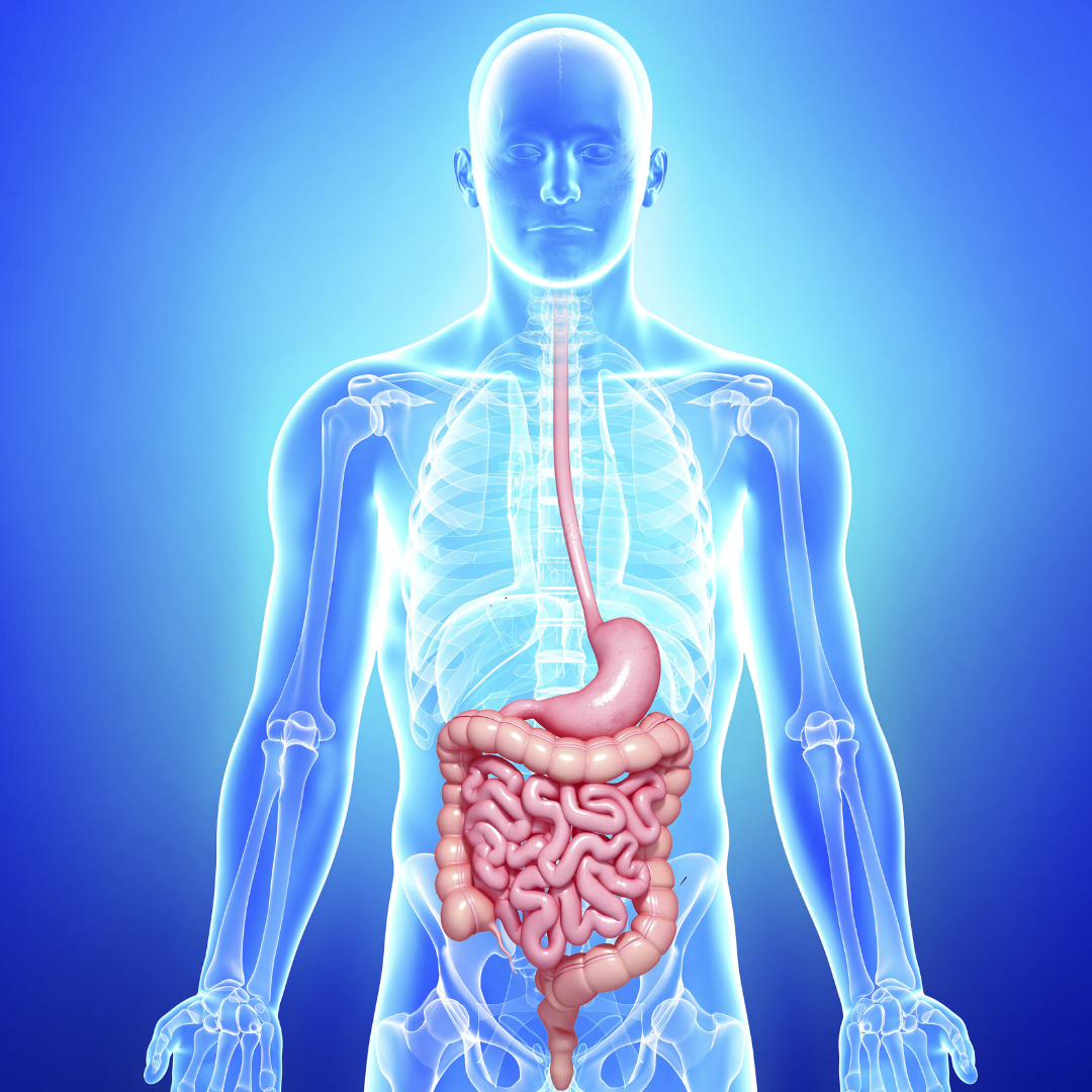 DIGESTIVE HEALTH