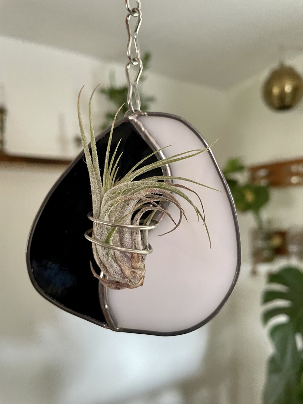 chlorophytum plant Variegated Spider Plant