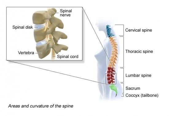 Areas and curvature of the spine