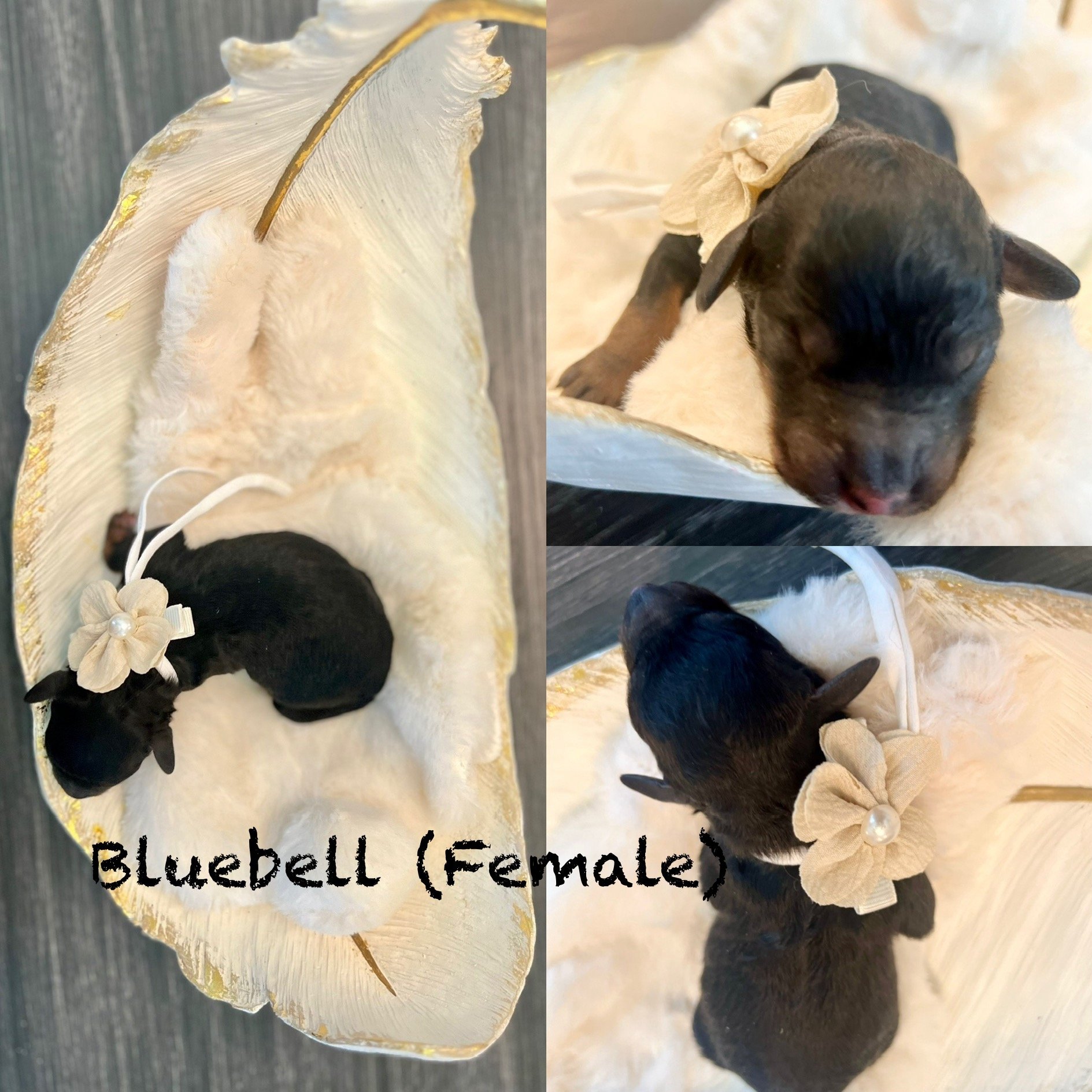 BLUEBELL : Female ; Phantom color
Price $2,200
FLOWER POWER" Litter
Born: April 25, 2025
Go Home date: June 20, 2025
Estimated Adult Weight :15-30 lbs