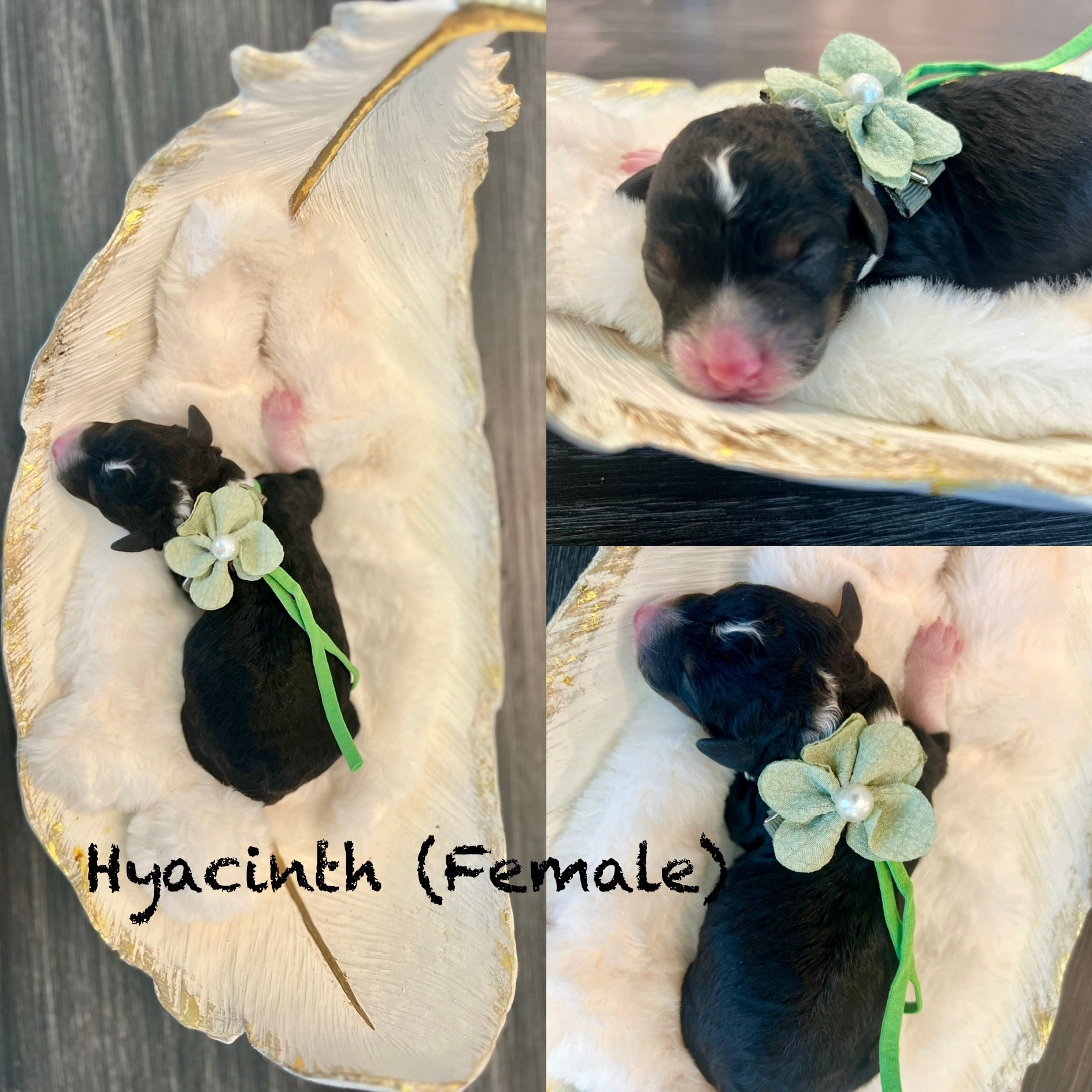 HYACINTH : Female; TriColor
Price $2,500
FLOWER POWER" Litter
Born: April 25, 2025
Go Home date: June 20, 2025
Estimated Adult Weight :15-30 lbs