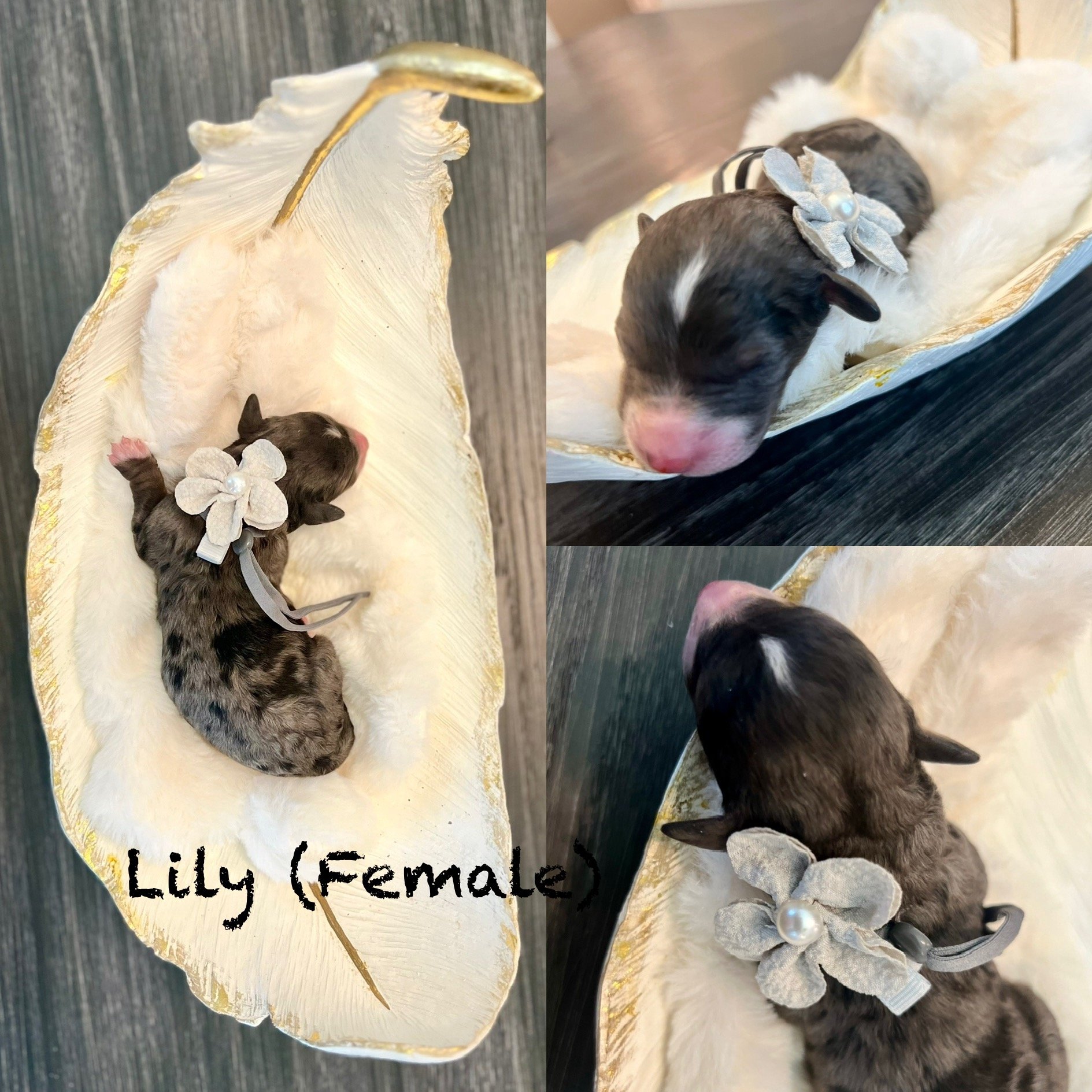 LILY : Female; TriMerle
Price $2,500 (RESERVED)
FLOWER POWER" Litter
Born: April 25, 2025
Go Home date: June 20, 2025
Estimated Adult Weight :15-30 lbs