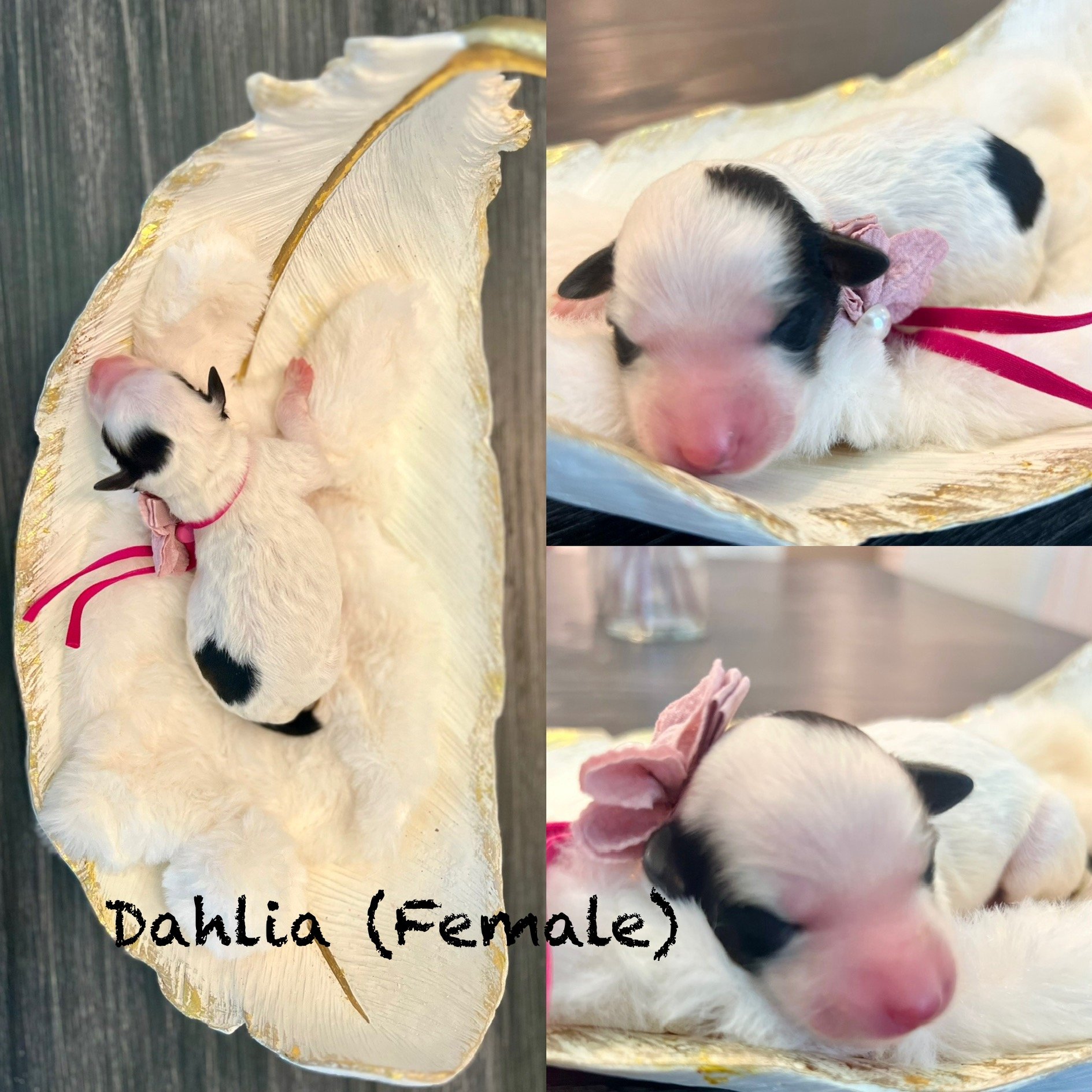 DAHLIA : Female; Parti color
Price $2,200
FLOWER POWER" Litter
Born: April 25, 2025
Go Home date: June 20, 2025
Estimated Adult Weight :15-30 lbs