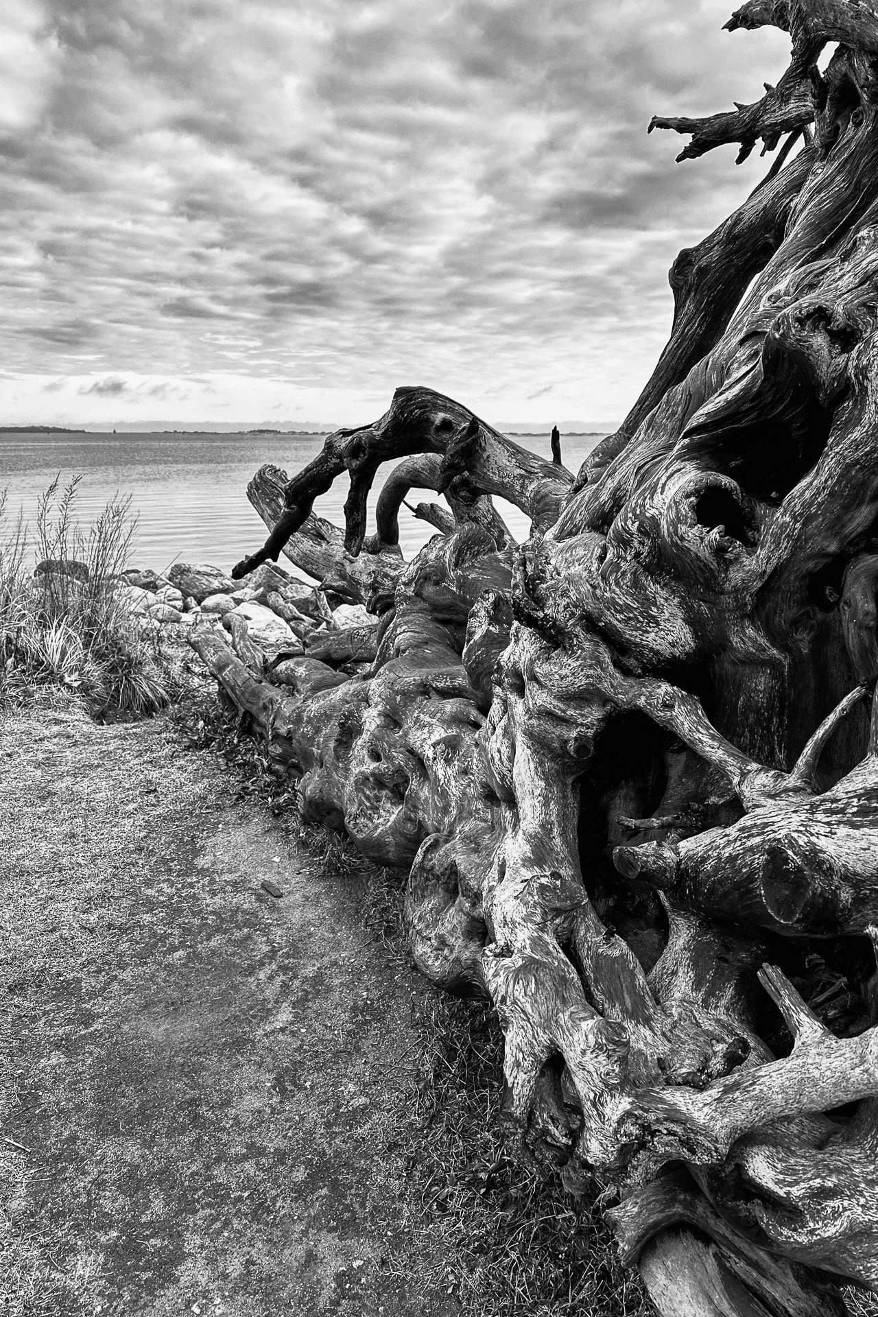 Family Roots