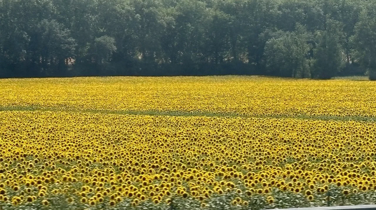 Sunflowers.jpeg