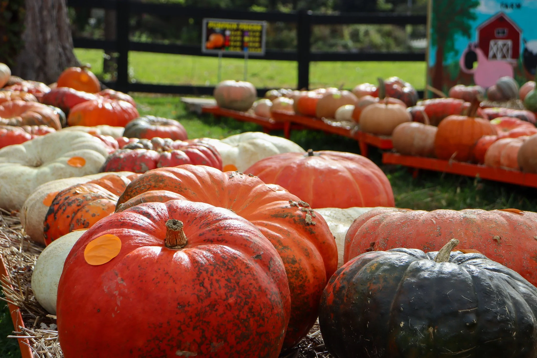 A large selection of pumpkins in different colors and sizes displayed at Sunny Dreams Farm’s fall market.
