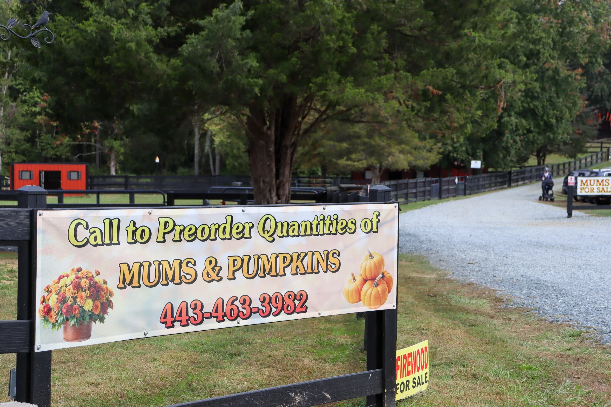 A sign encouraging customers to preorder mums and pumpkins at Sunny Dreams Farm in Harford County.