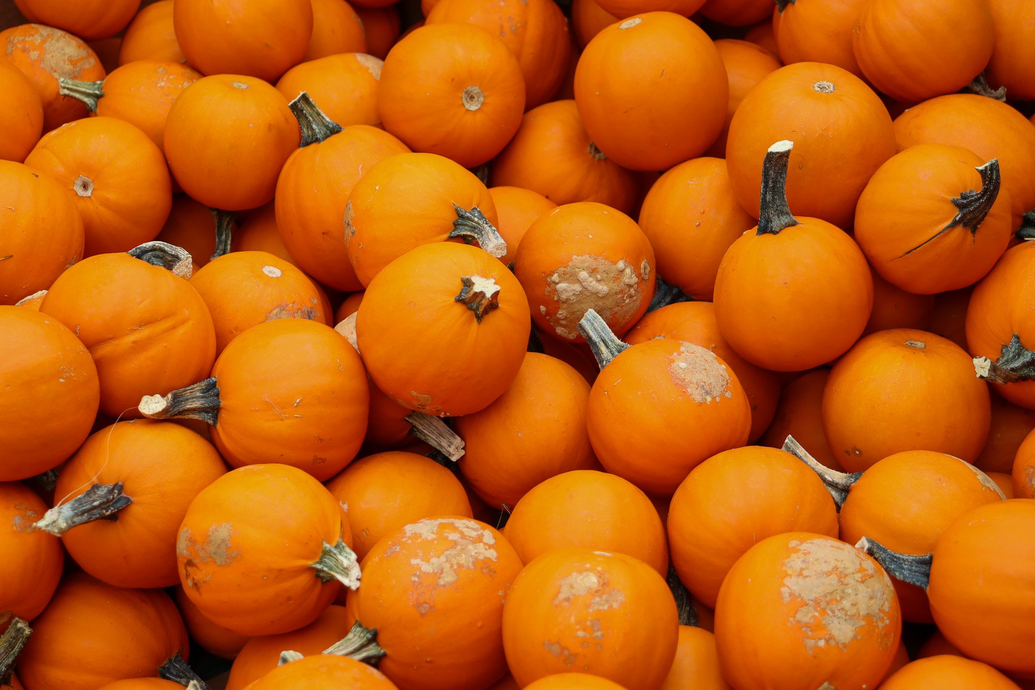 A close-up display of small orange pumpkins for sale at Sunny Dreams Farm’s produce stand in Bel Air MD.