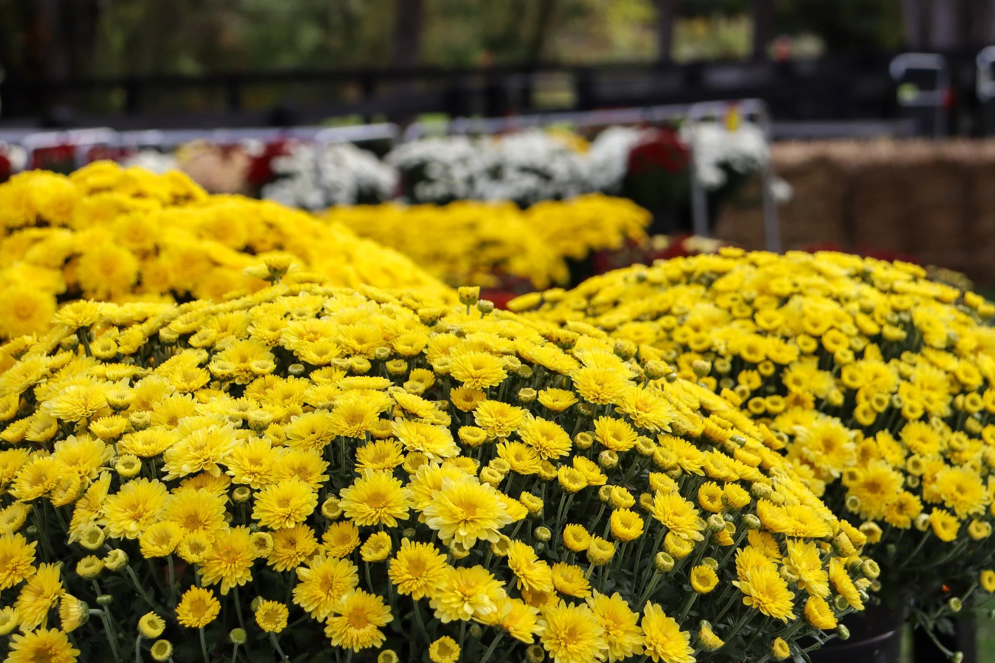 Bright yellow fall mums displayed at Sunny Dreams Farm’s seasonal flower section in Harford County.