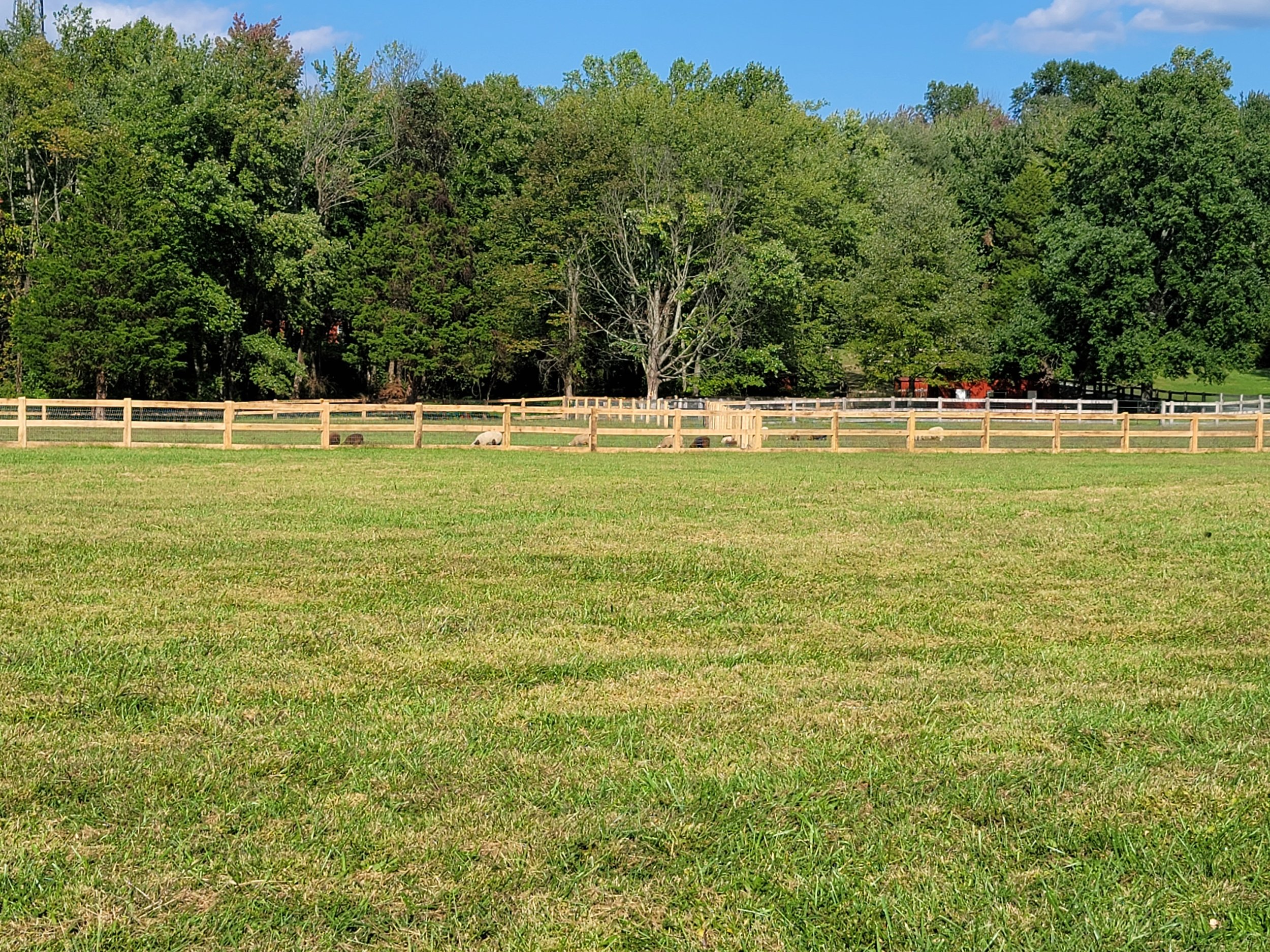Family Farm in Bel Air Maryland | Produce Stand, Eggs, Sheep, Pigs