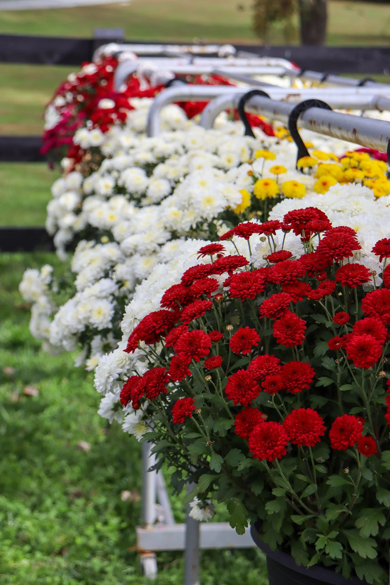 Rows of vibrant white and red mums blooming at Sunny Dreams Farm’s seasonal flower area.