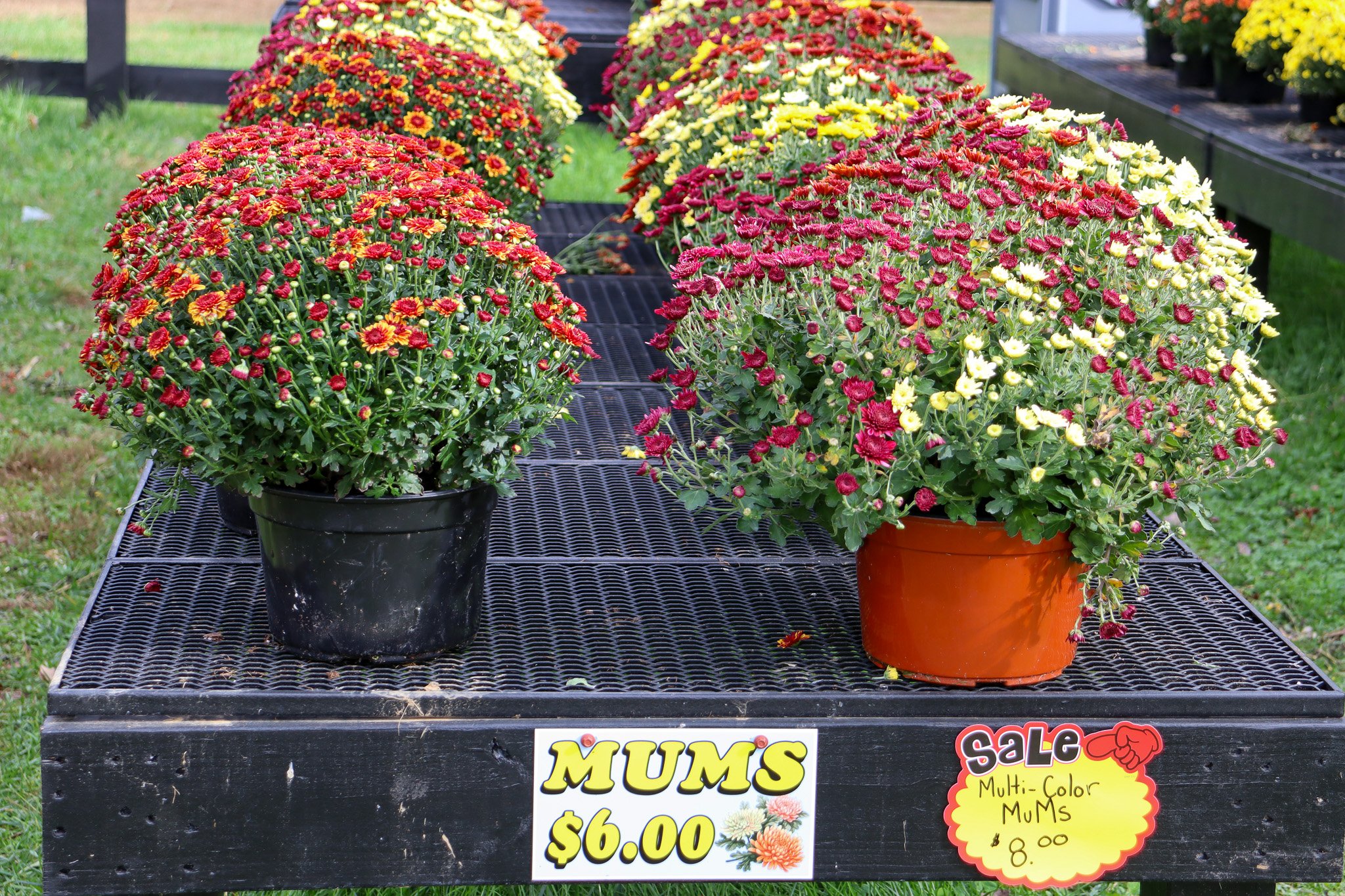 Colorful fall mums for sale at the Sunny Dreams Farm produce stand in Bel Air MD.