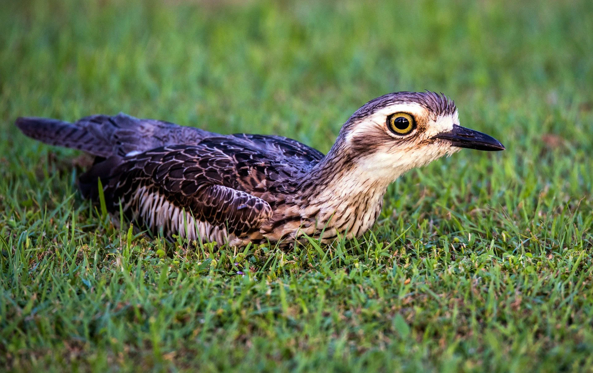 Consider the Stone-Curlew