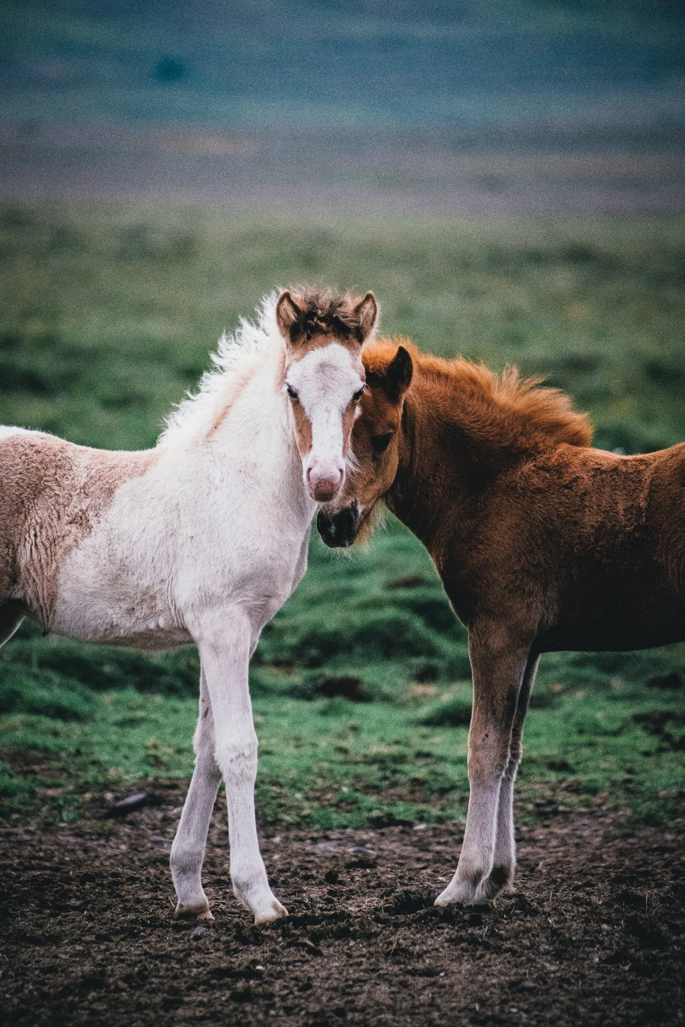 Two foals nuzzling each other on a grassy field.