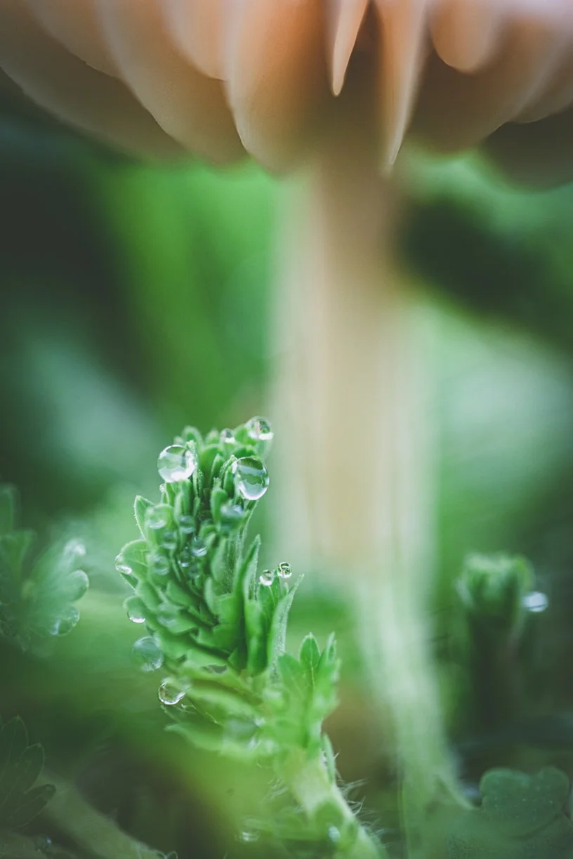 Champignon-macro-goutte.jpg