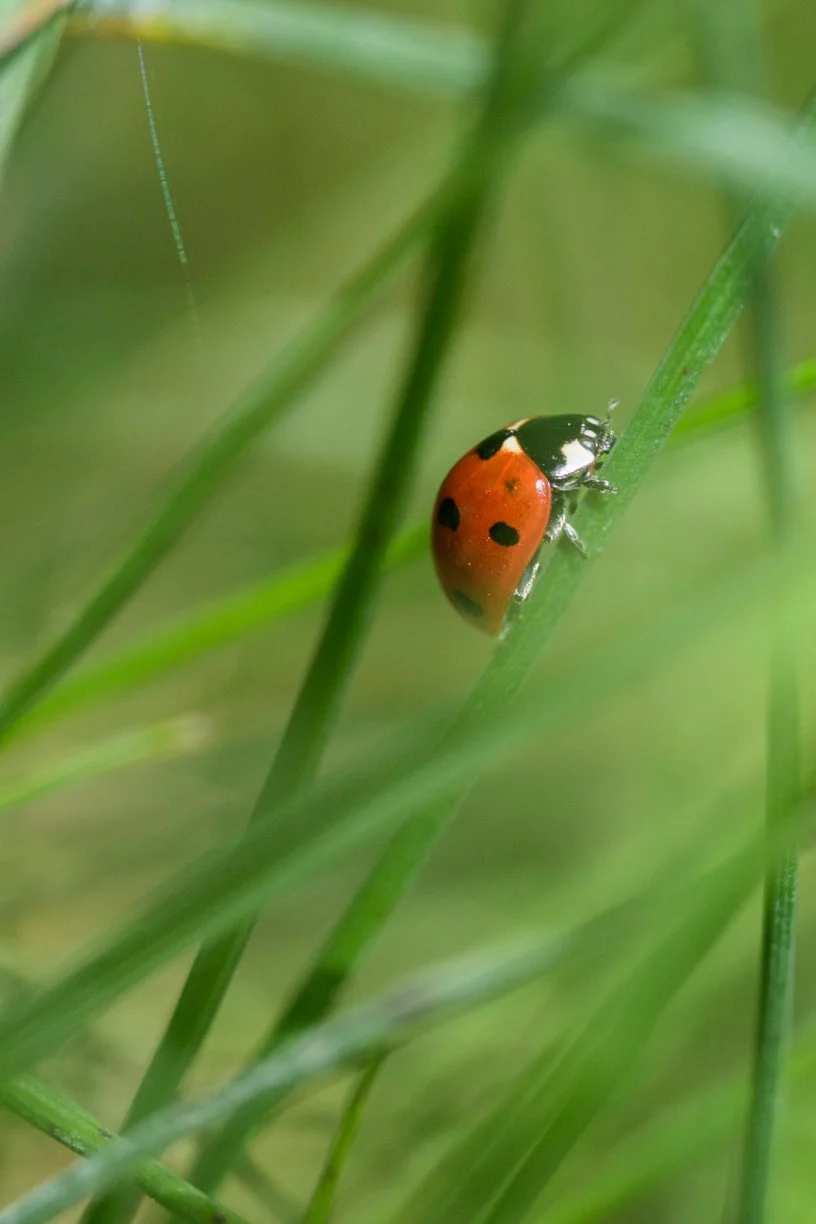 Coccinelle-macro.jpg