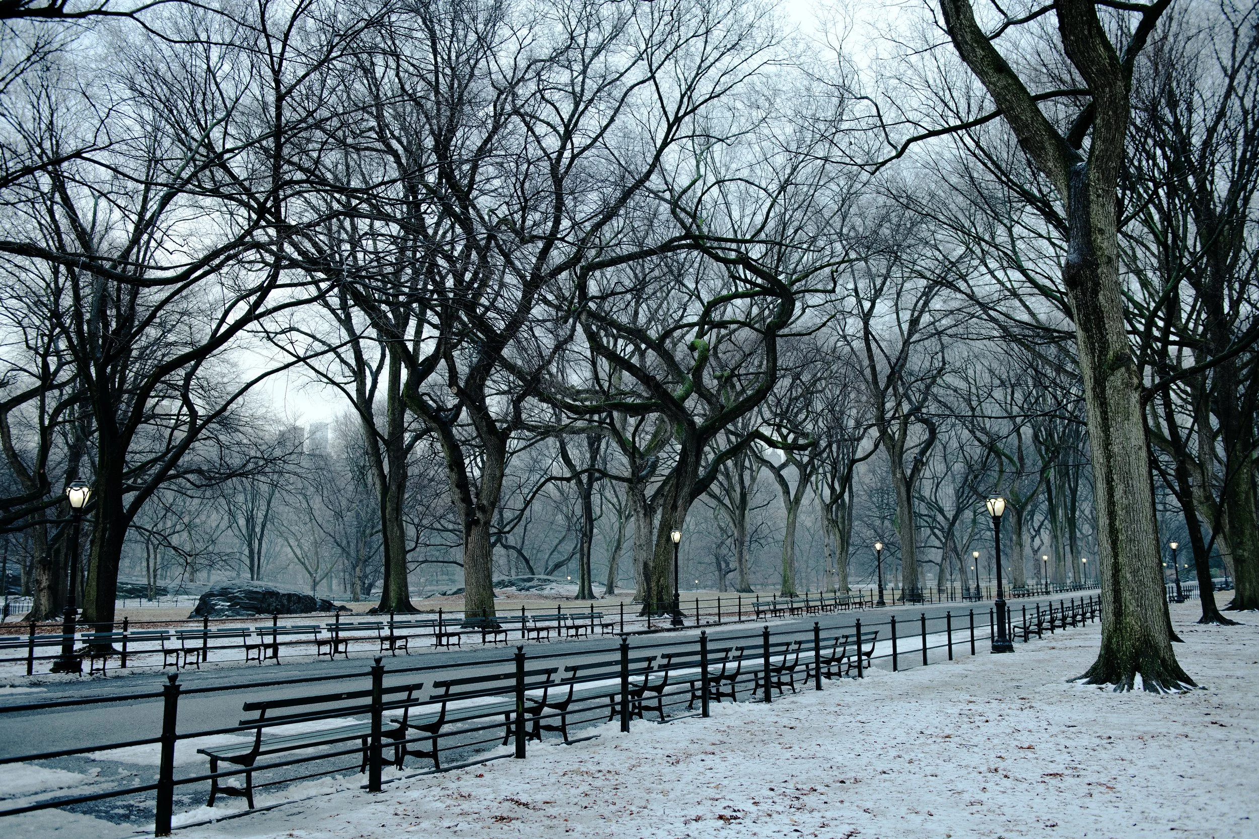 2025_CentralPark_NewYorkCity_by_Kasey_Priest_compressed4344.jpg
