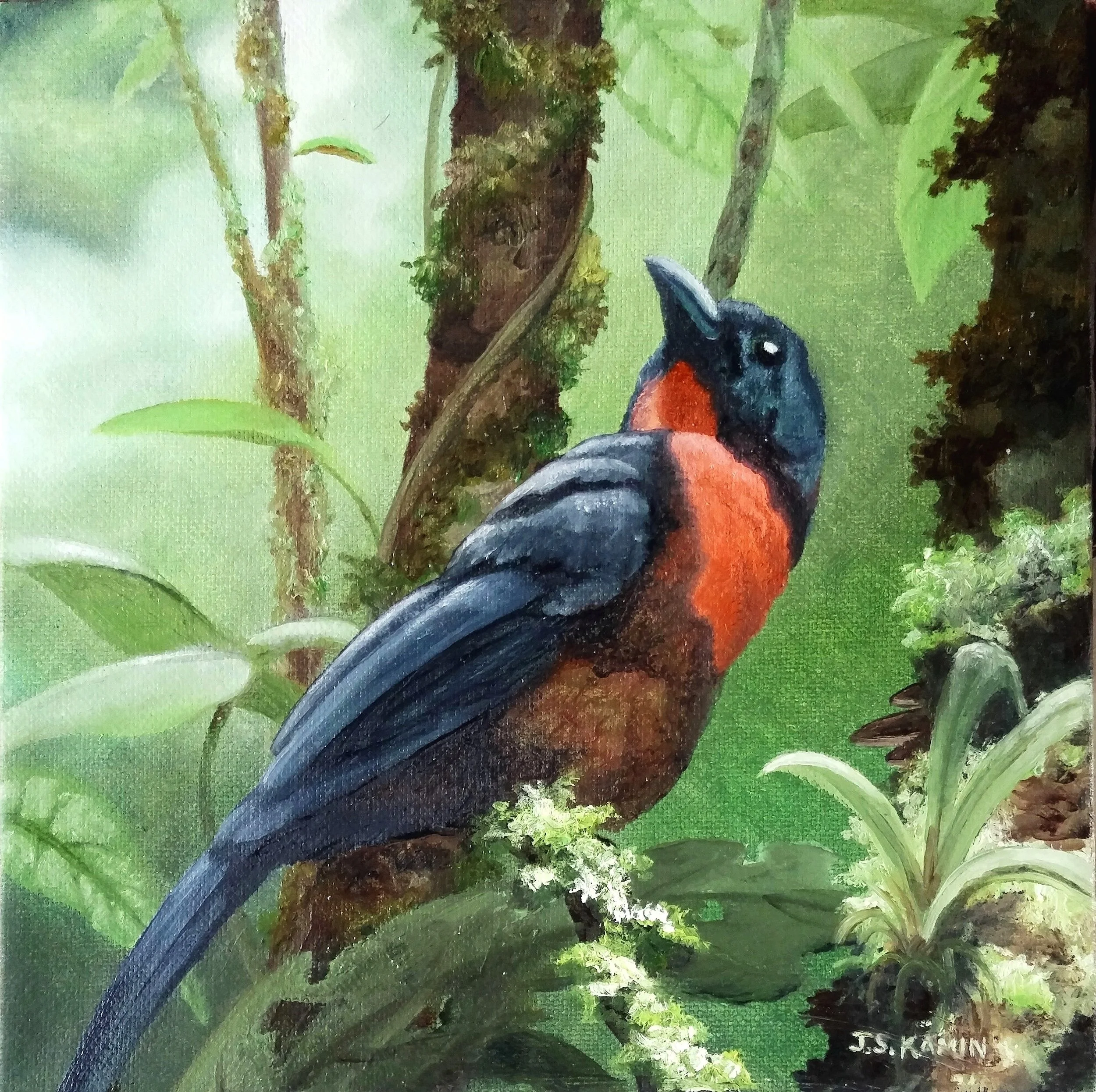Black-Cheeked Ant Tanager - Oil - 8x8 (SOLD)