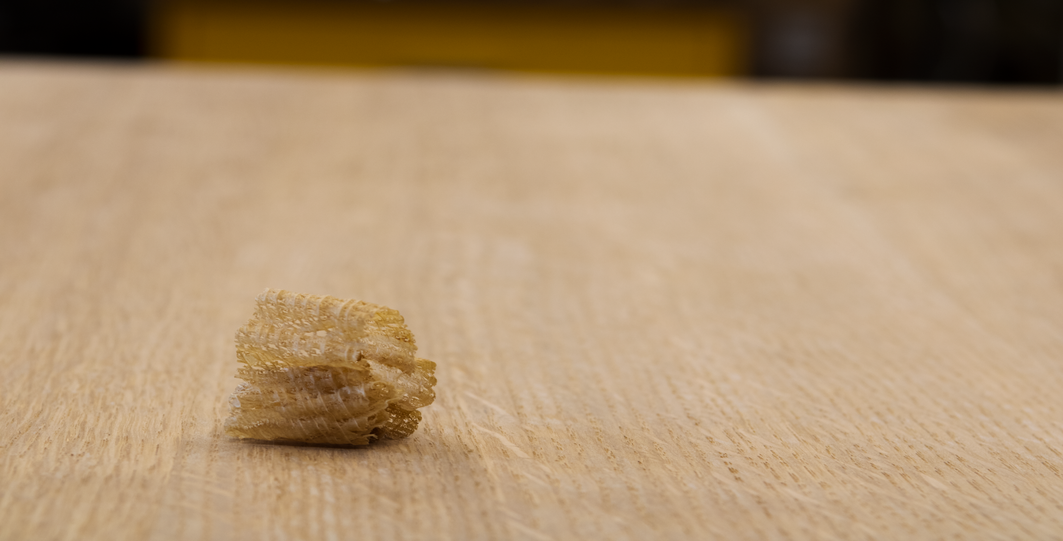 A small, beige seashell resting on a light-colored wooden surface.