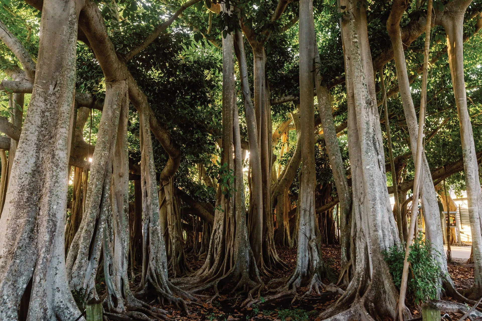 Florida Roots: Under Edison’s Banyan Tree