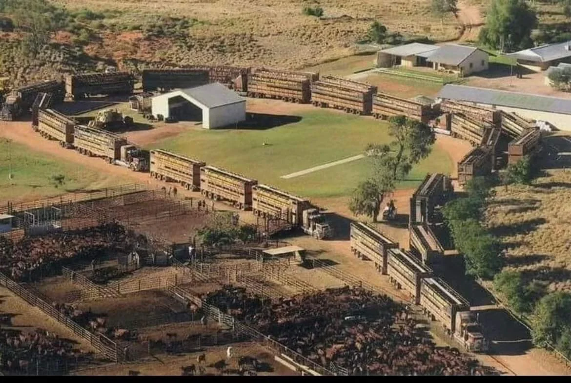 Cattle destocking Henbury Station.JPG
