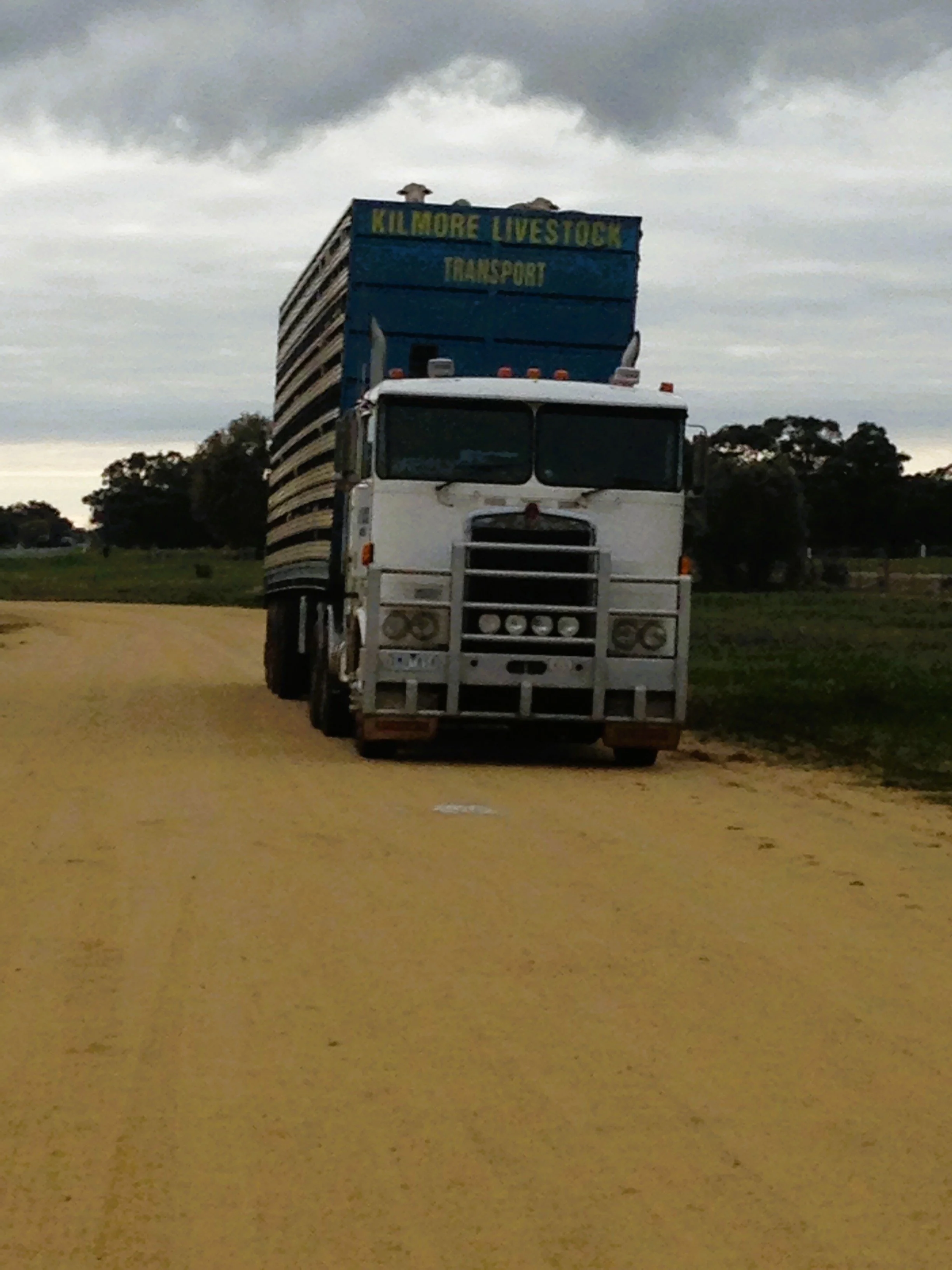 6 - carting sheep.JPG