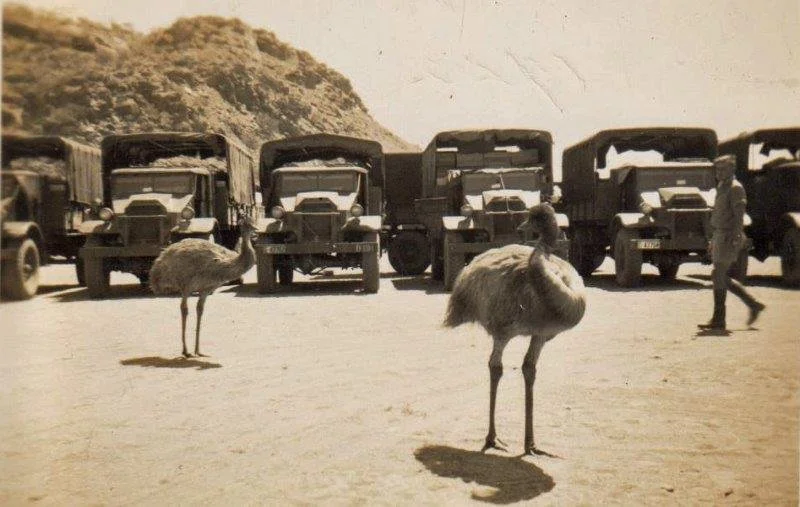 13 Army trucks Alice Springs 1942-3.jpg