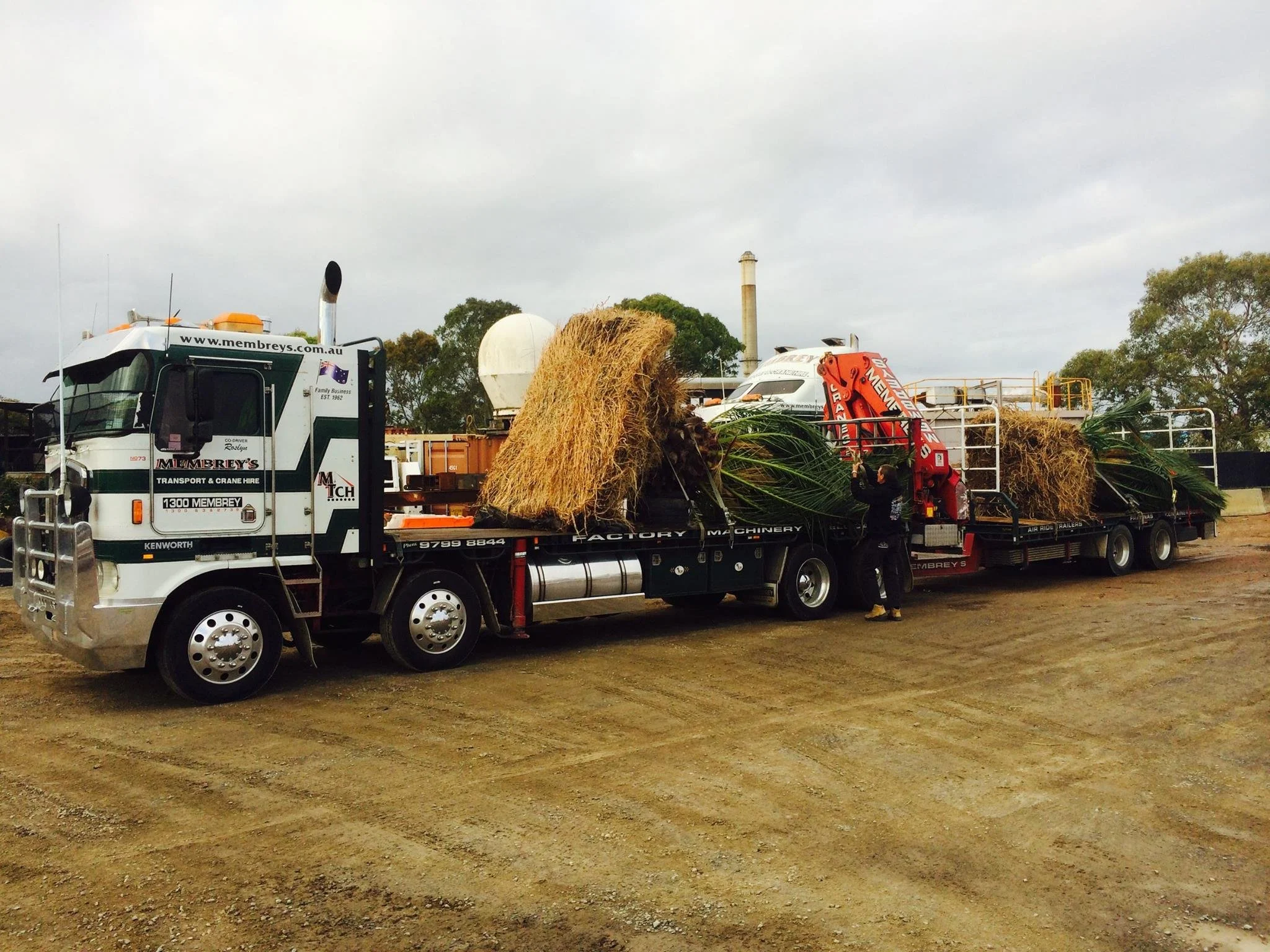 MEMBREY PALM-TREE-DELIVERY-ON-HIAB-CRANE-TRUCK.jpg