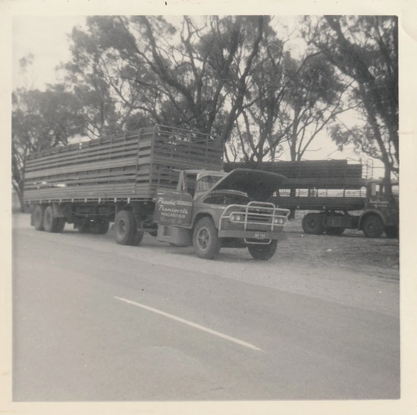 RUSKA R with a Peaches, Macarthur livestock cartage truck.jpg