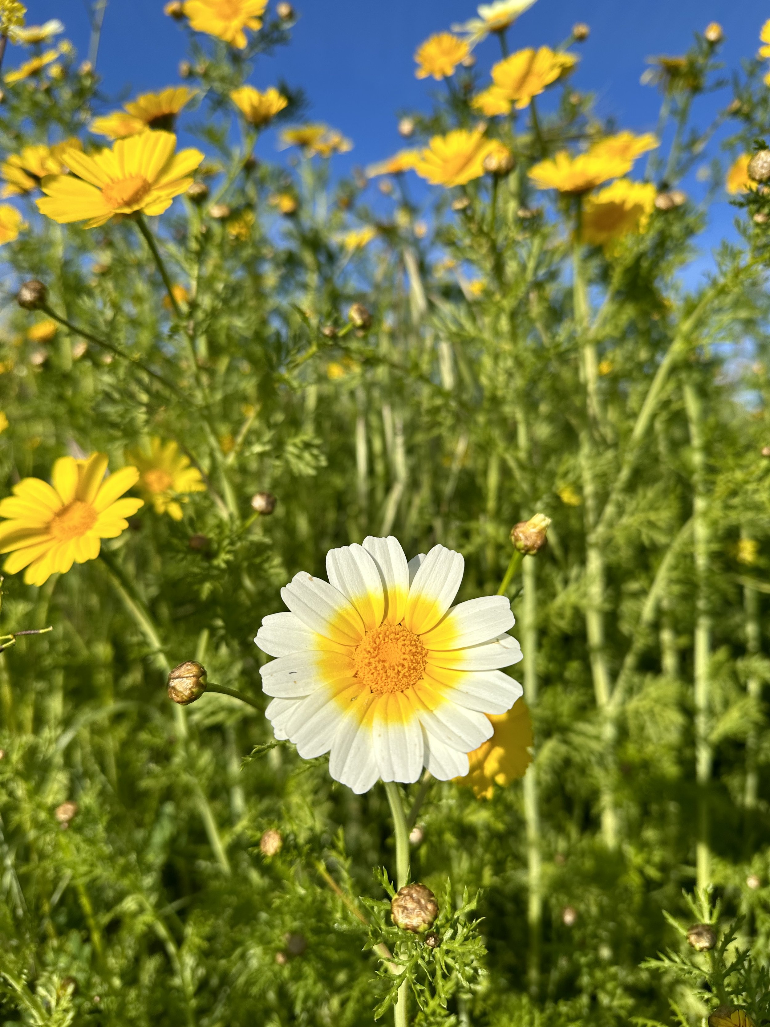 IMG_3770.jpeg